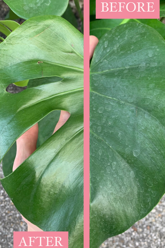 Leaf Cleaning