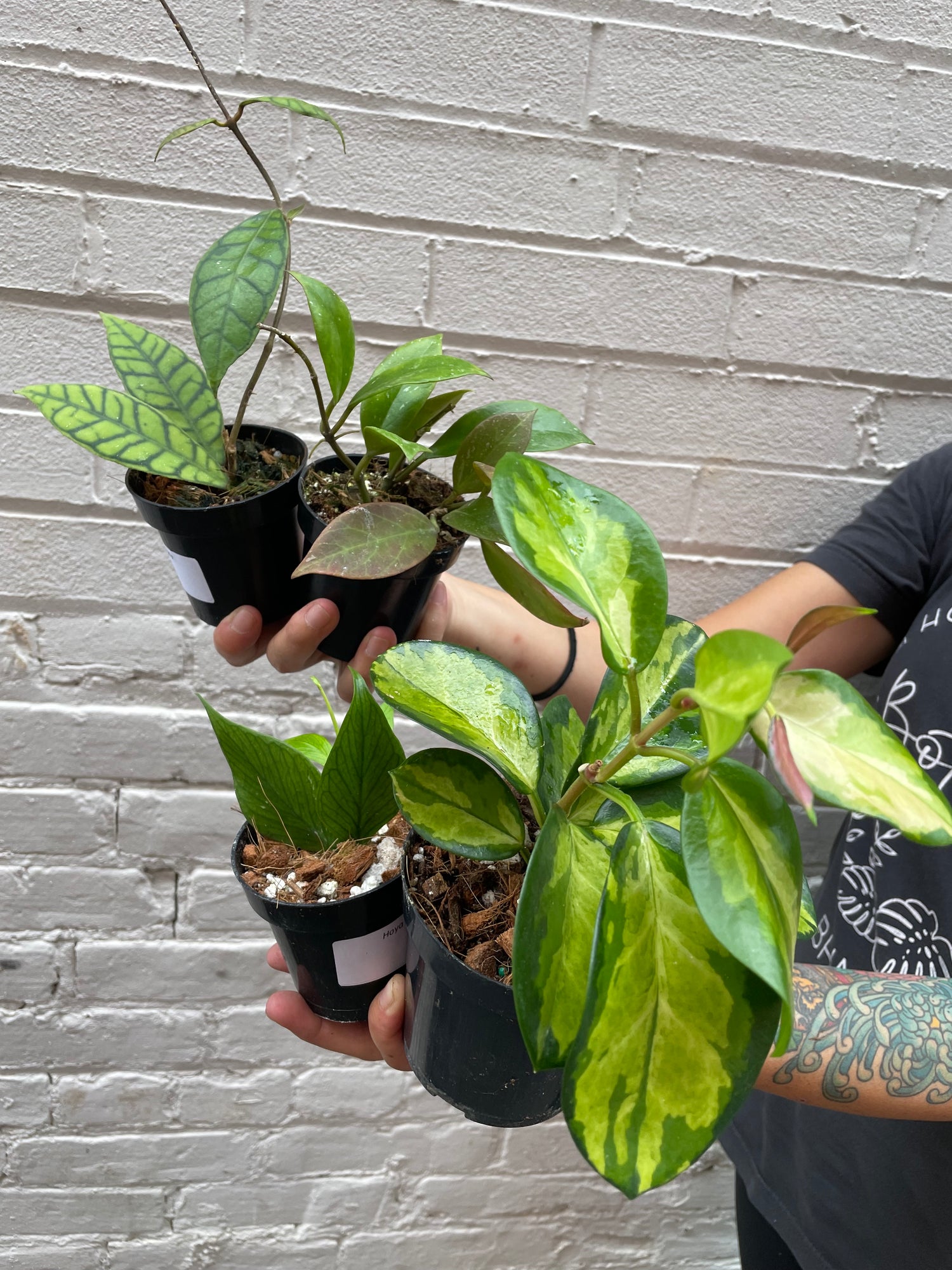 Plant of the Month