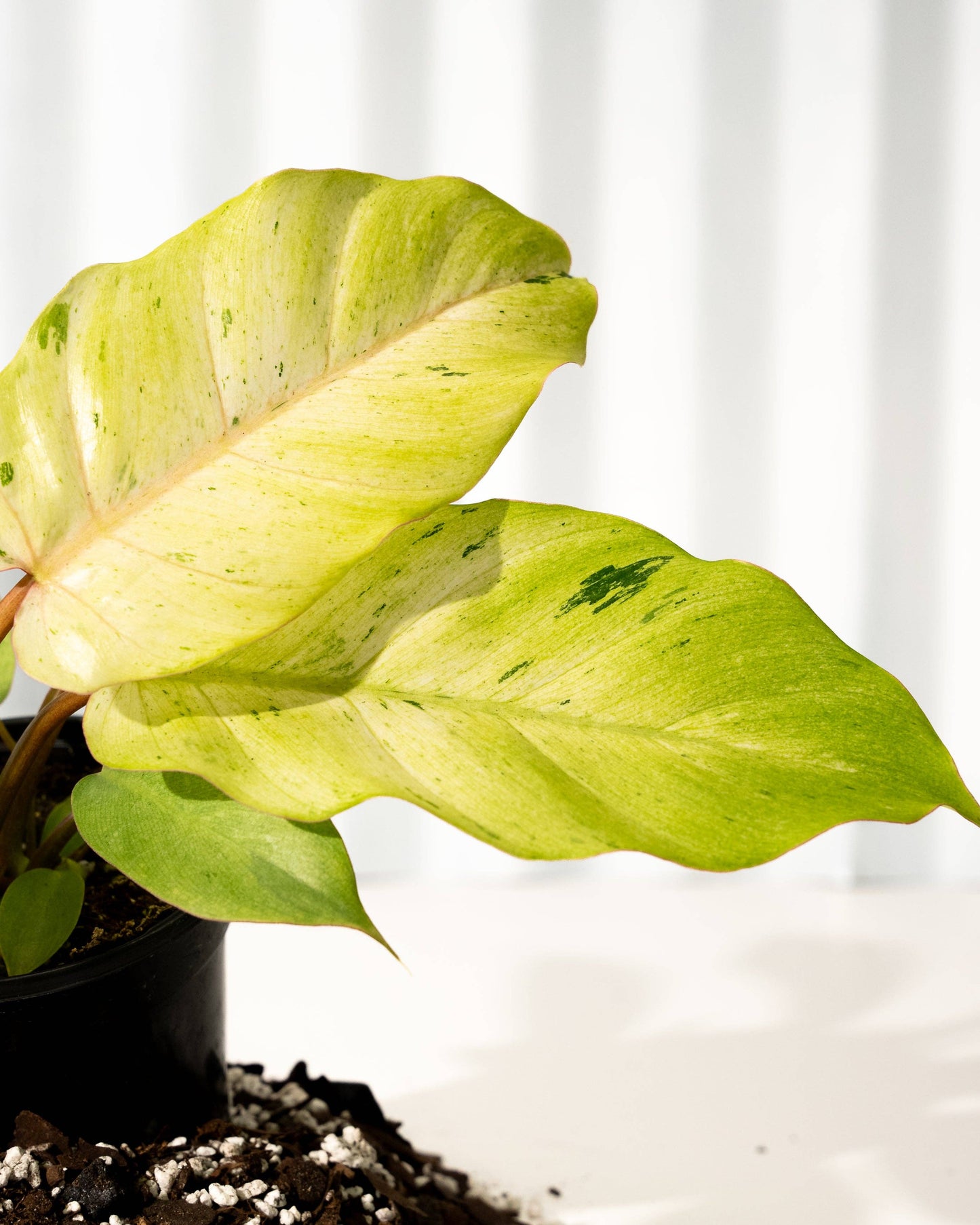 4" Philodendron 'Snowdrift'