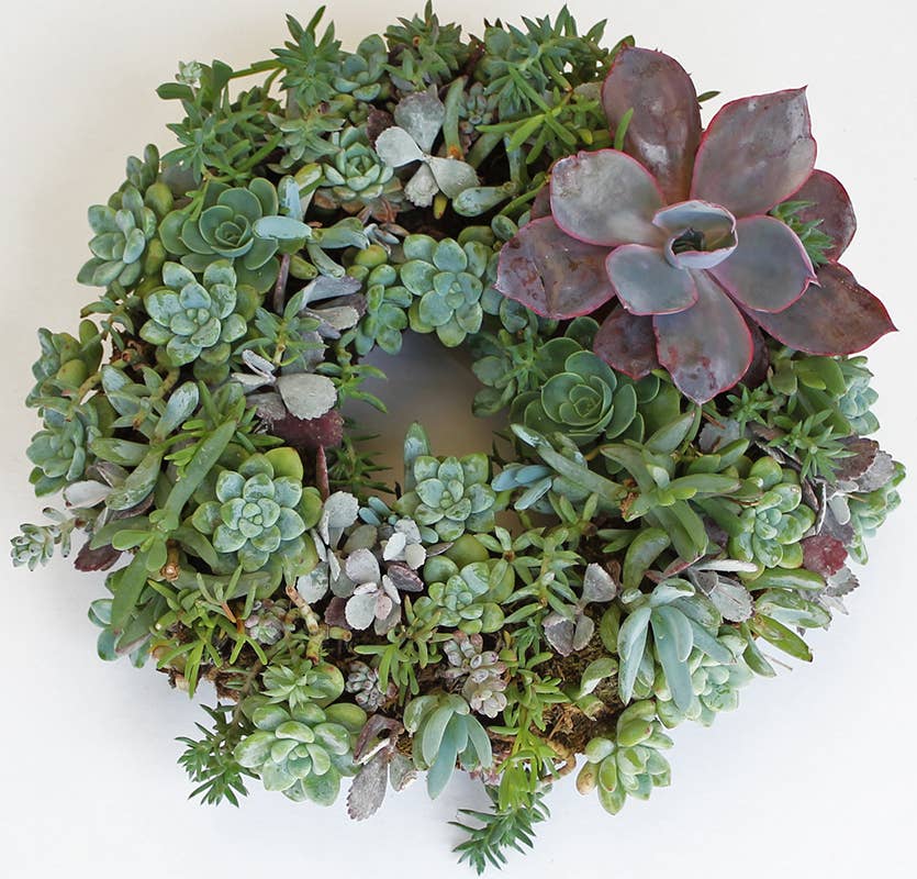 Living Wreath Round: 11"