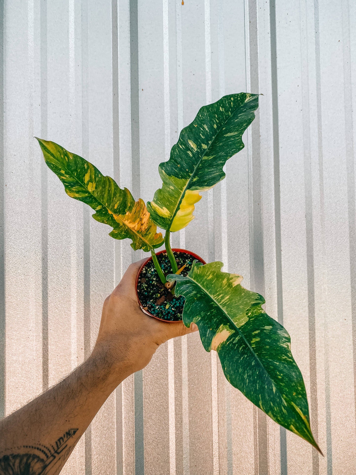 4-6" Philodendron ‘Ring of Fire’