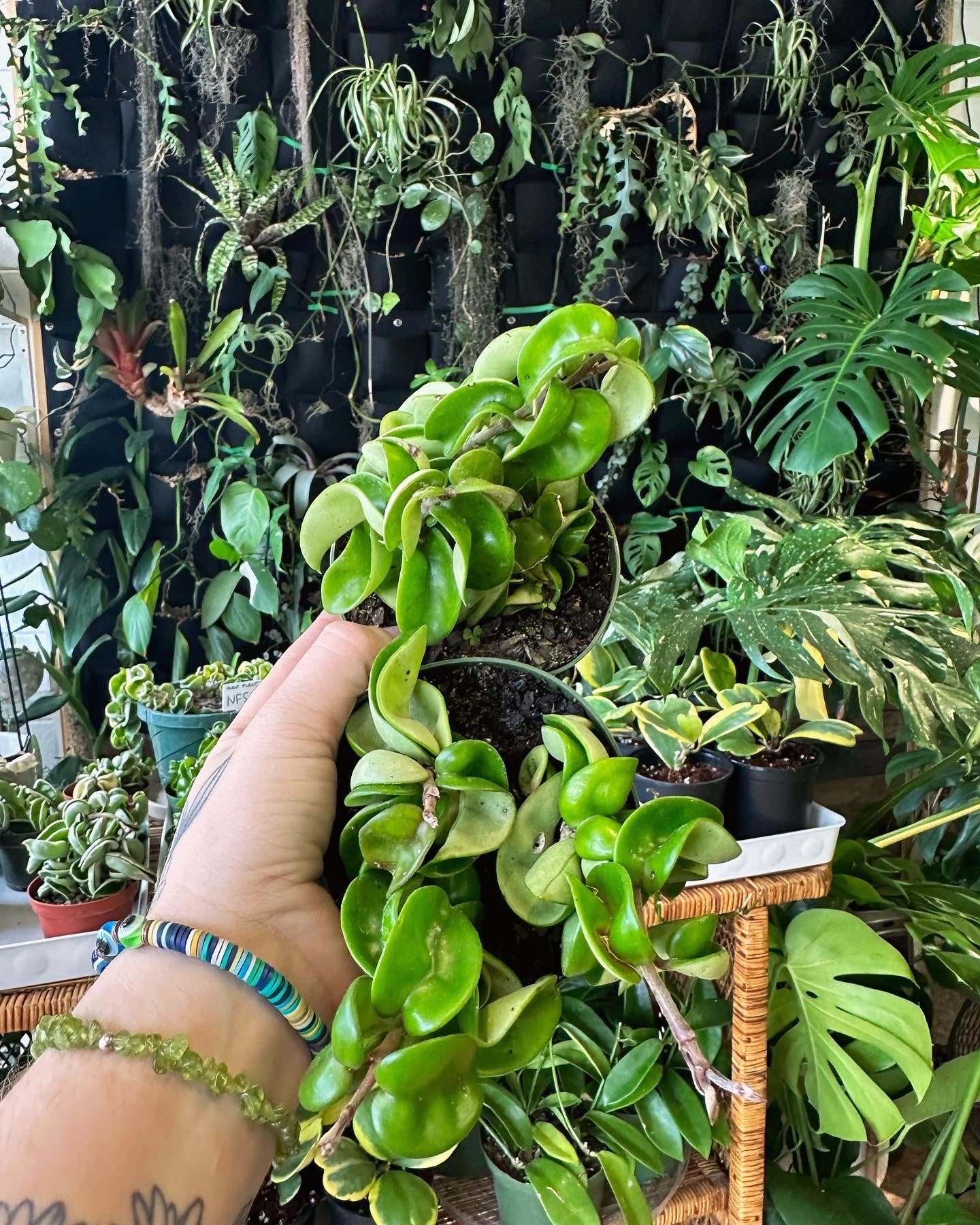 Hoya carnosa ‘Compacta’ 2-6"