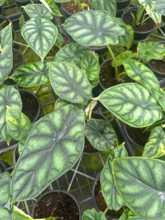 Alocasia 'Dragon Scale'