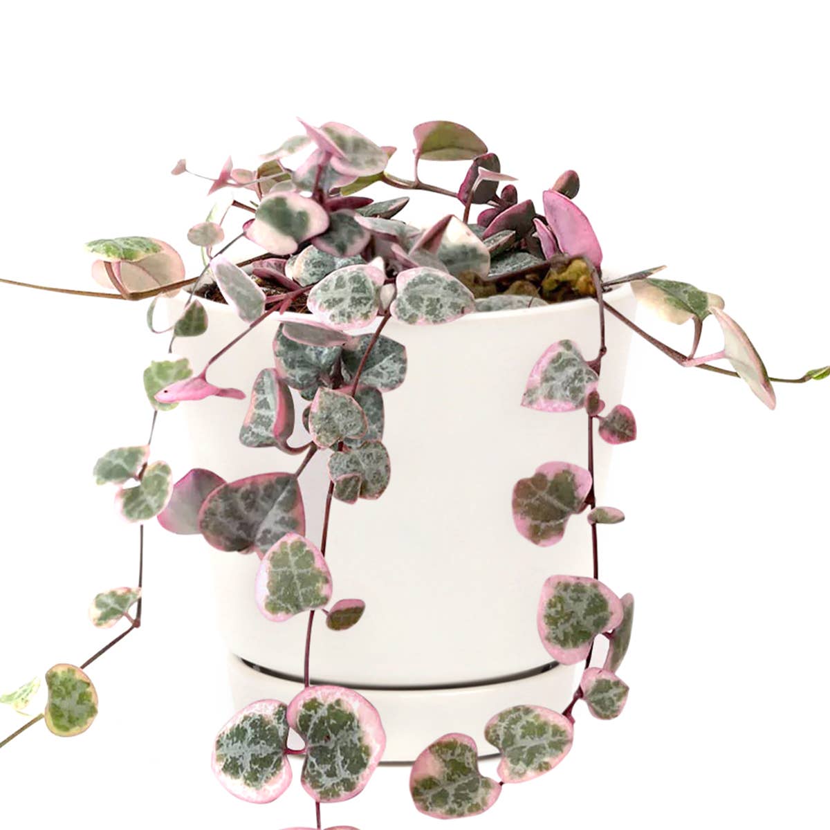 Variegated String of Hearts 4"