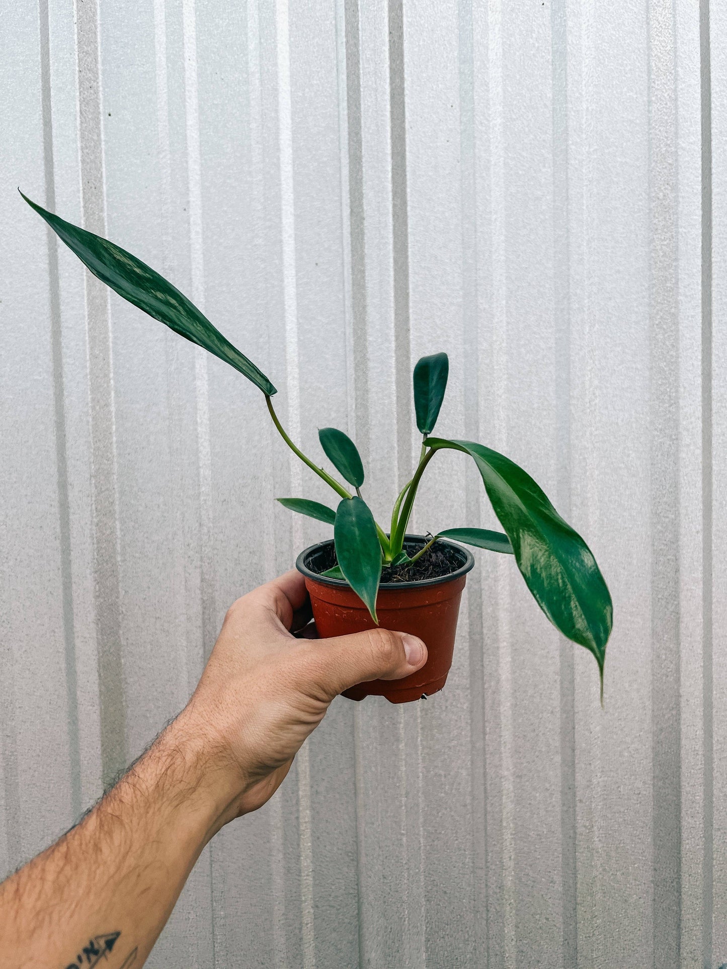 4" Philodendron 'Joepii'
