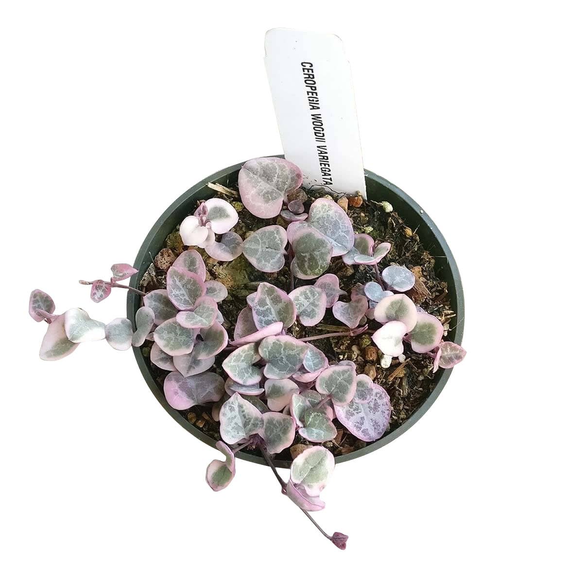 Variegated String of Hearts 4"