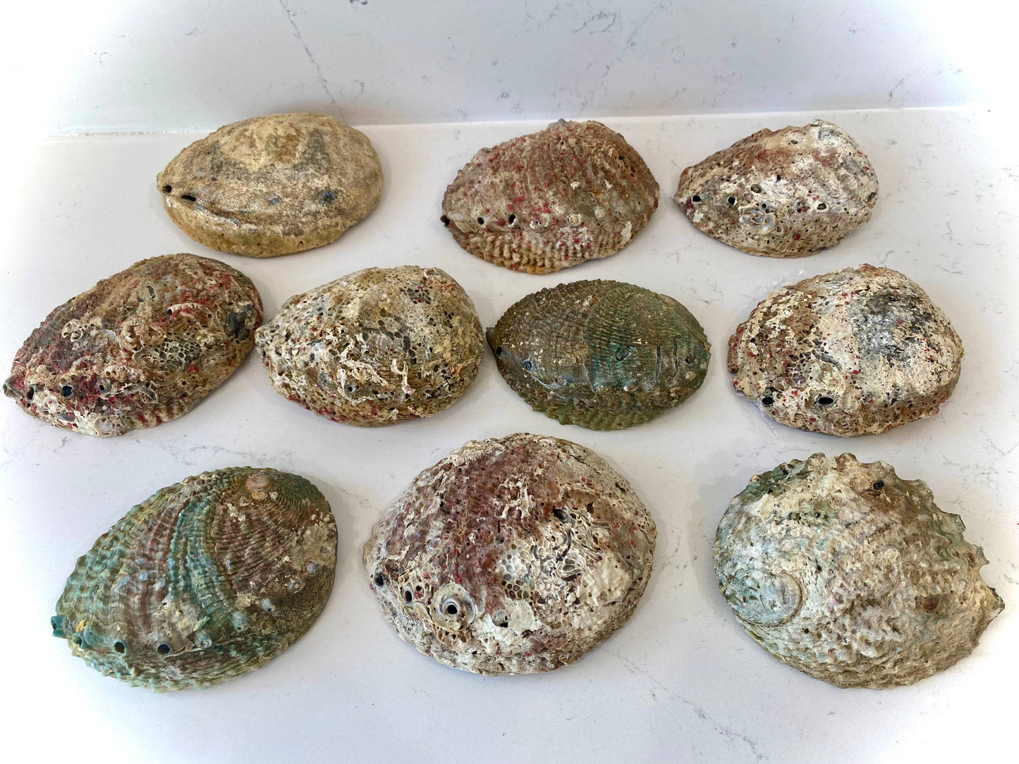 Abalone Shell Bowls