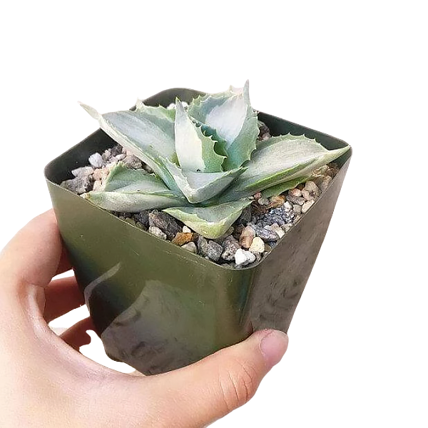 Agave isthmensis 'Ohi Raijin Shiro Nakafu'