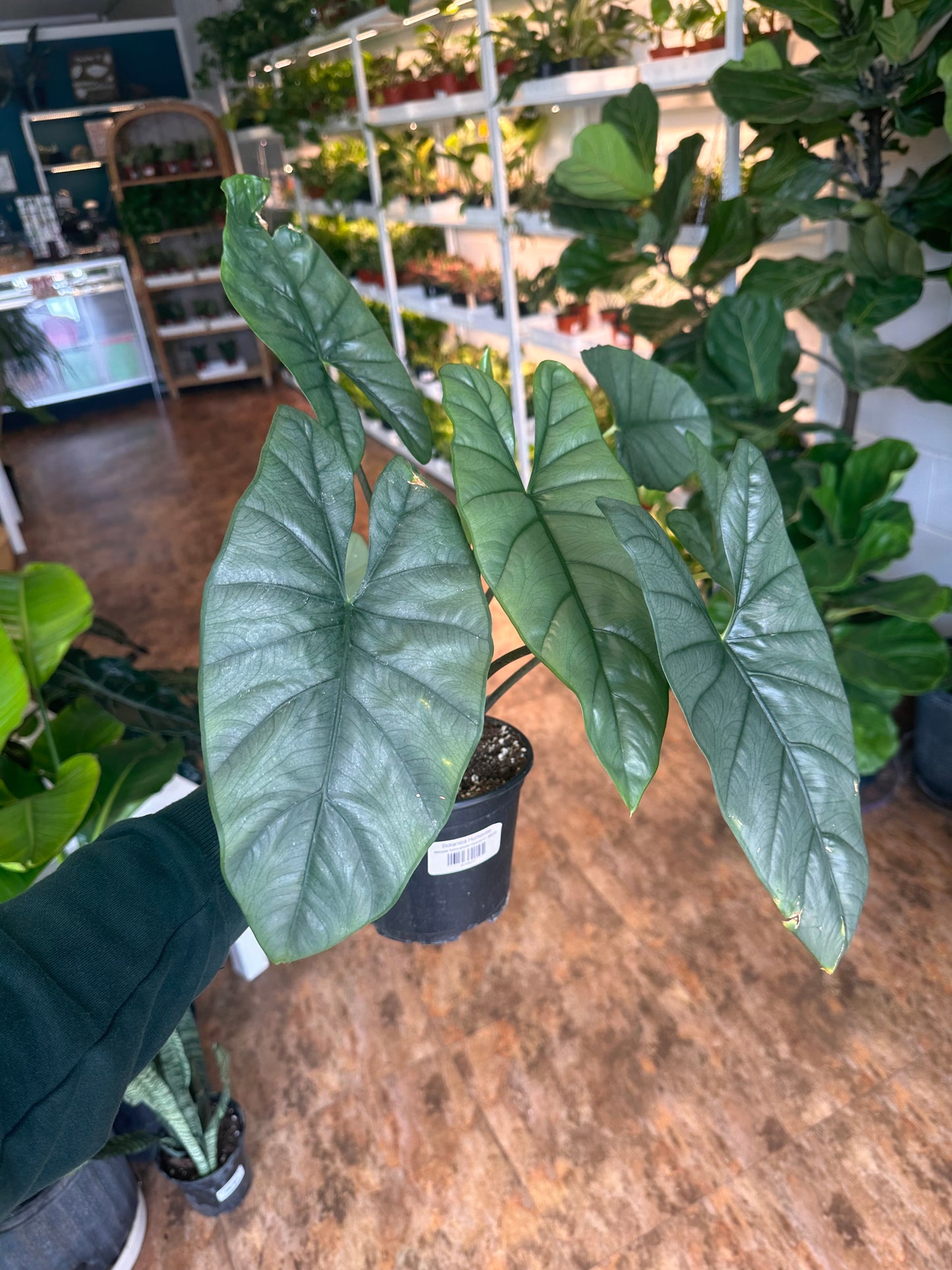 Alocasia 'heterophylla' Corazon 6"