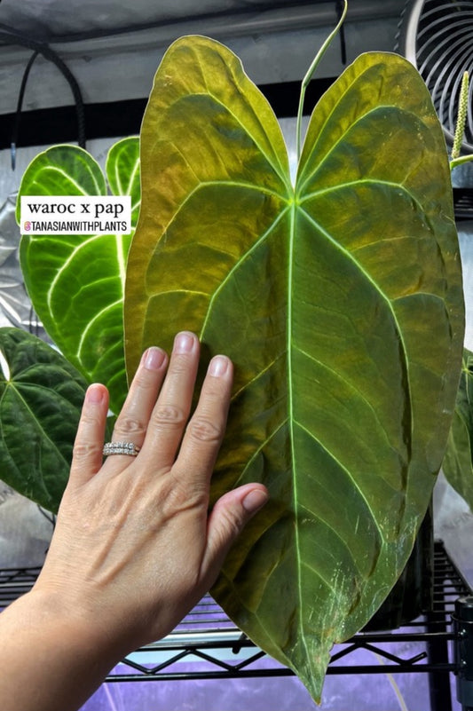 (waroc x pap)x(DF AOS x dark crystal)