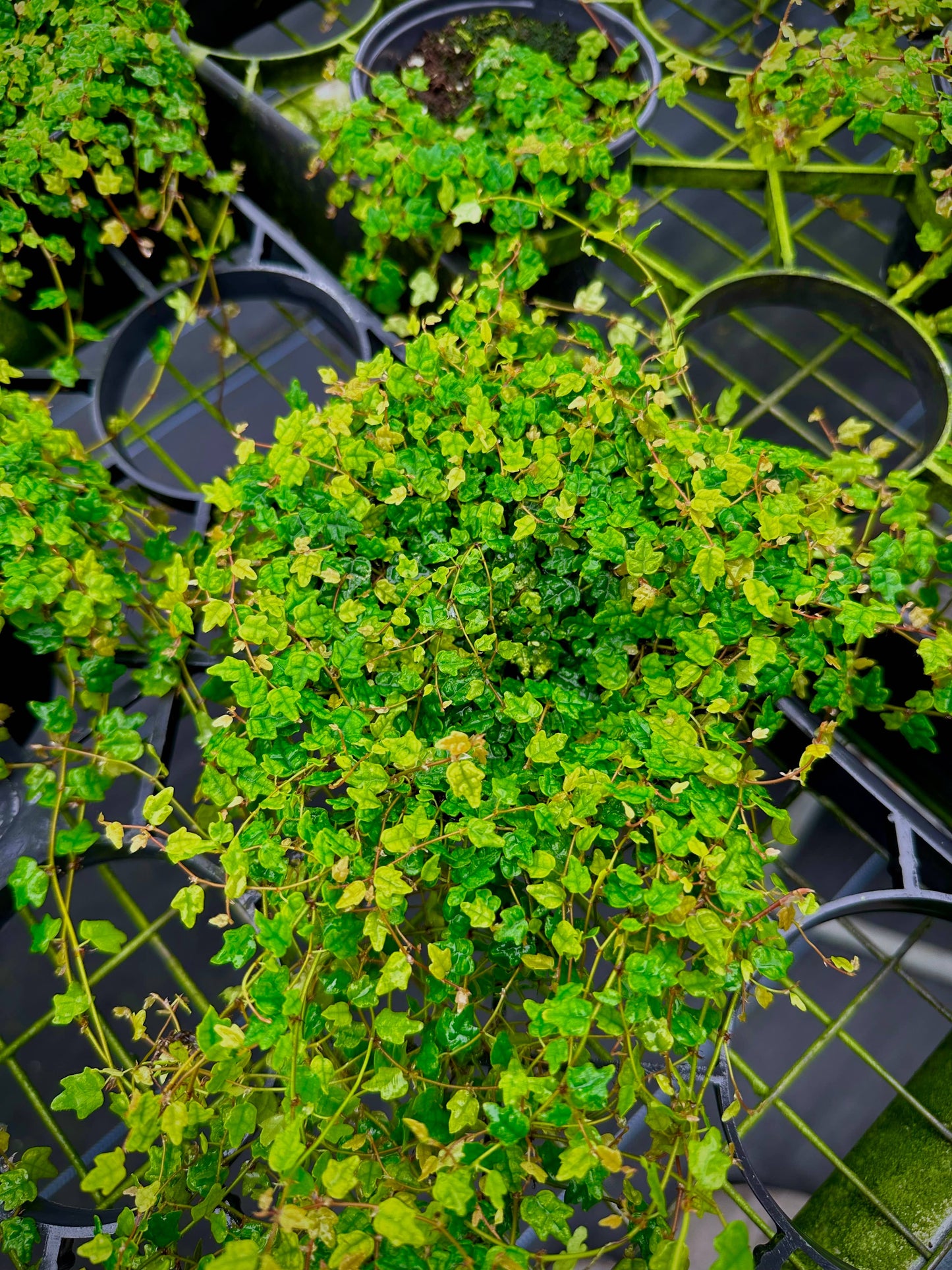 4" String of Frogs - Ficus Pumila ‘Quercifolia’