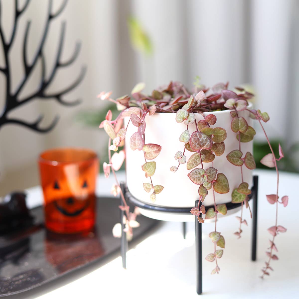 Variegated String of Hearts 4"