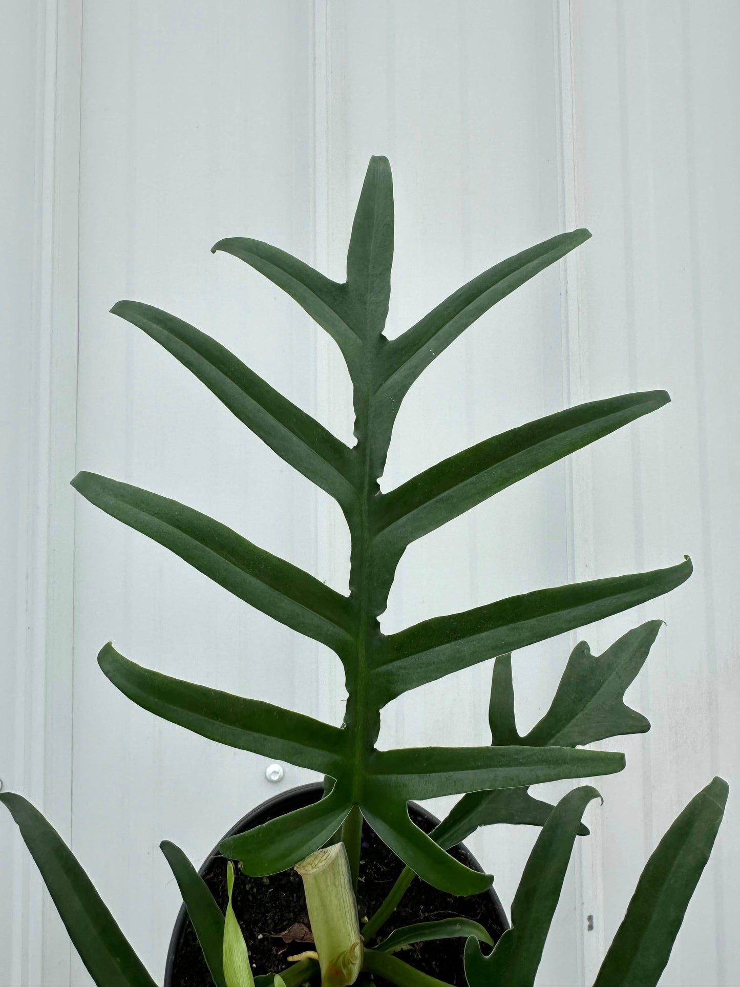 PHILODENDRON Tortum 6"
