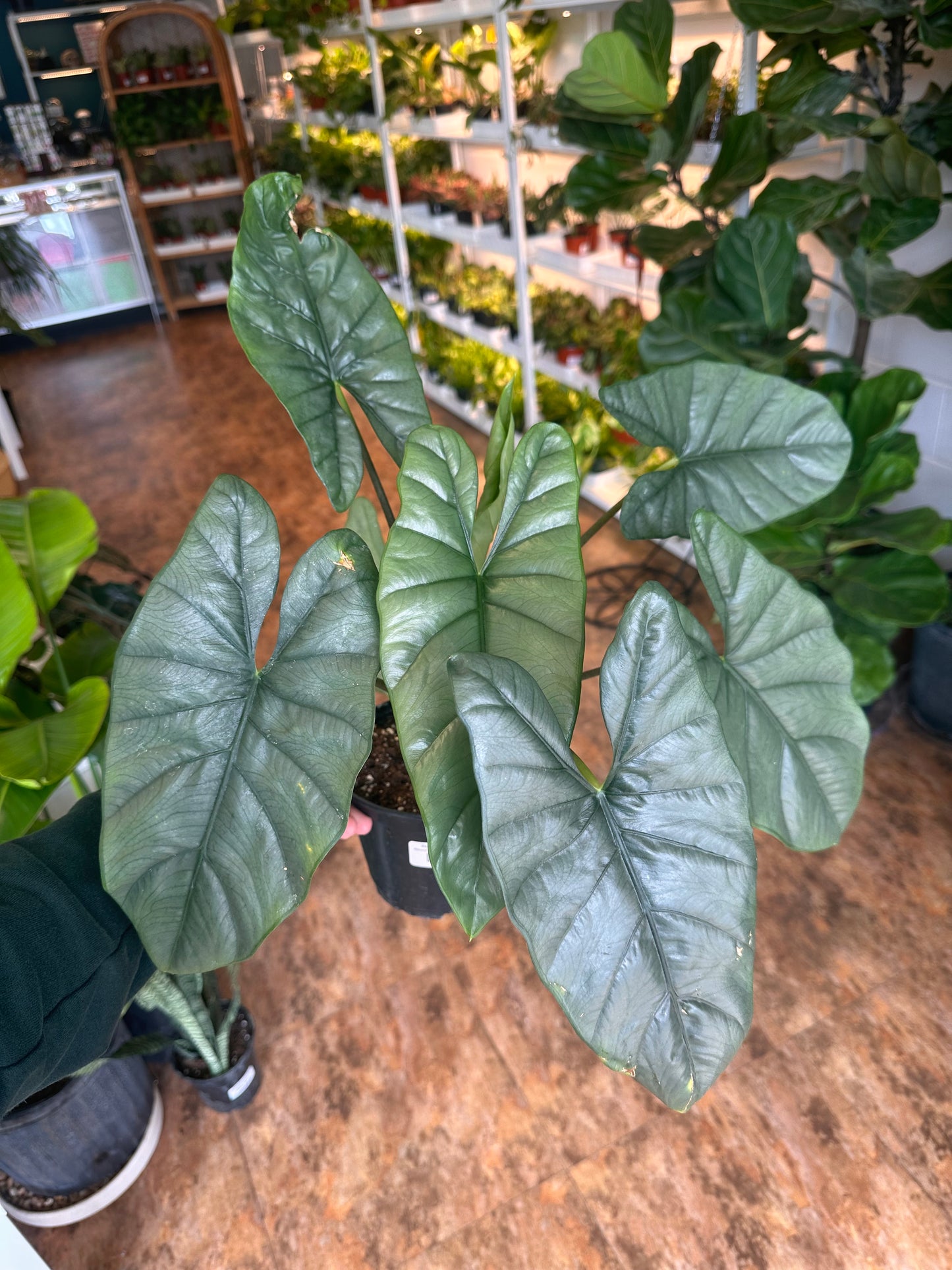 Alocasia 'heterophylla' Corazon 6"