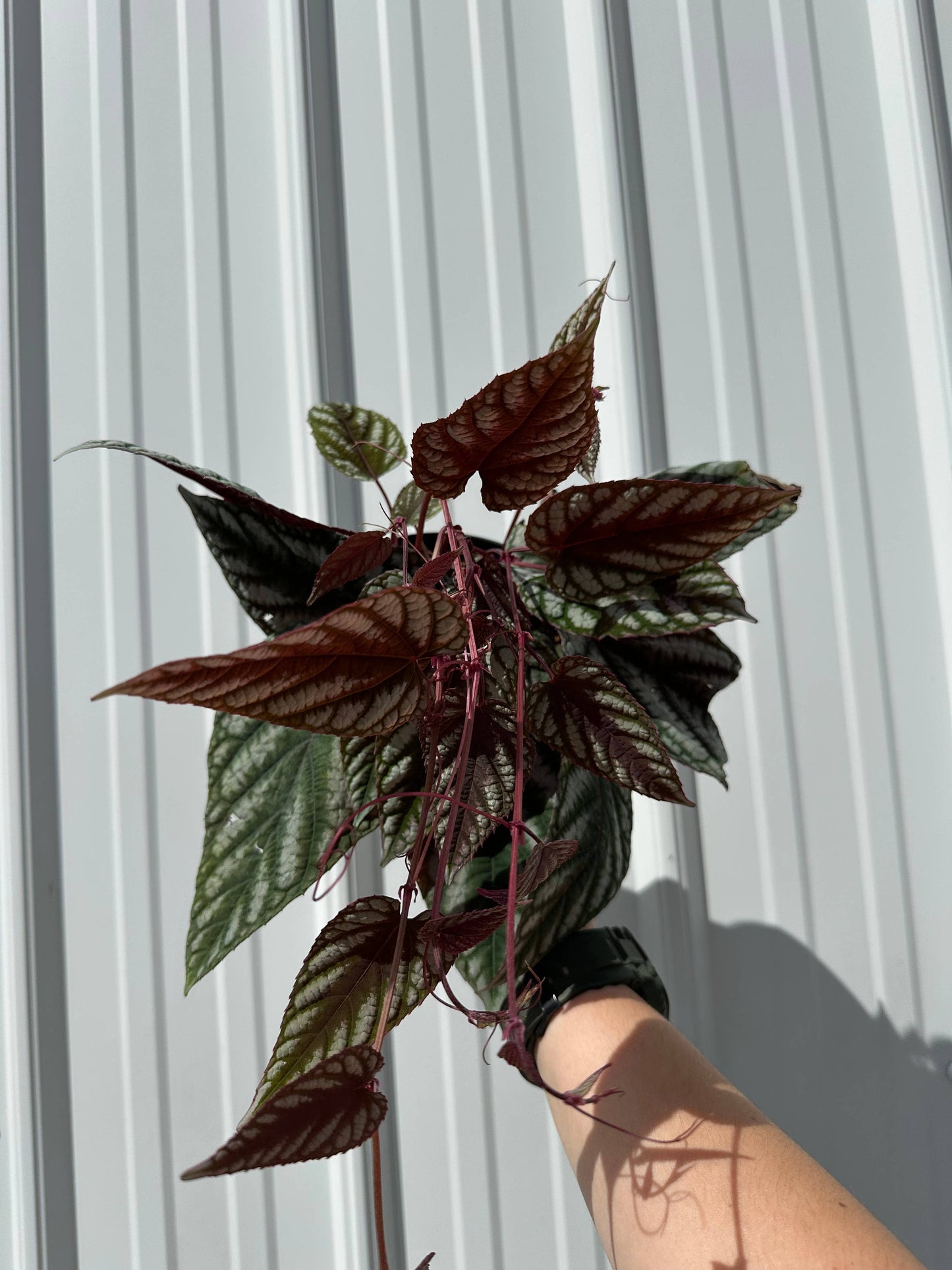 Cissus Discolor Rex