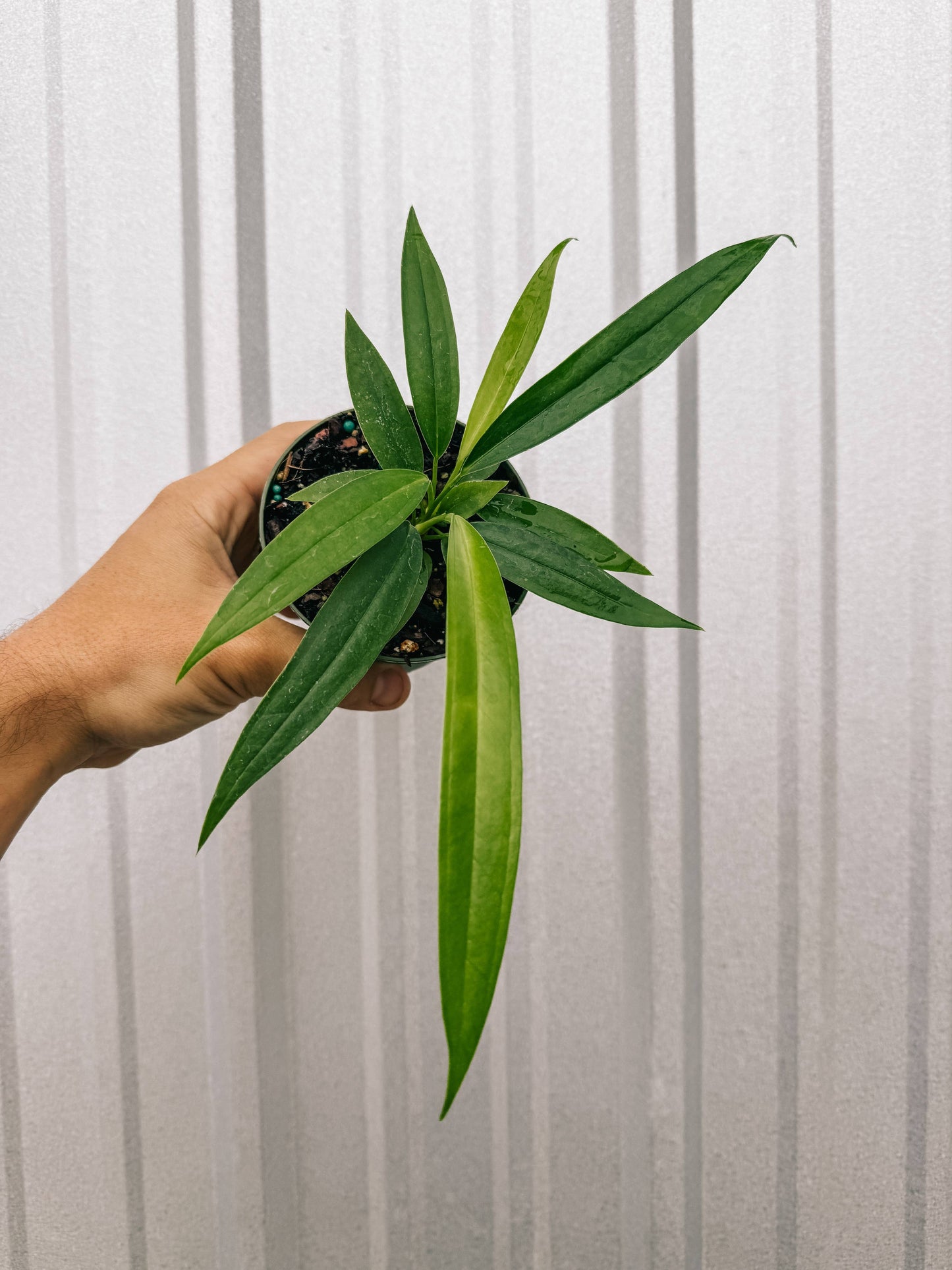 4" Anthurium 'Bakeri'