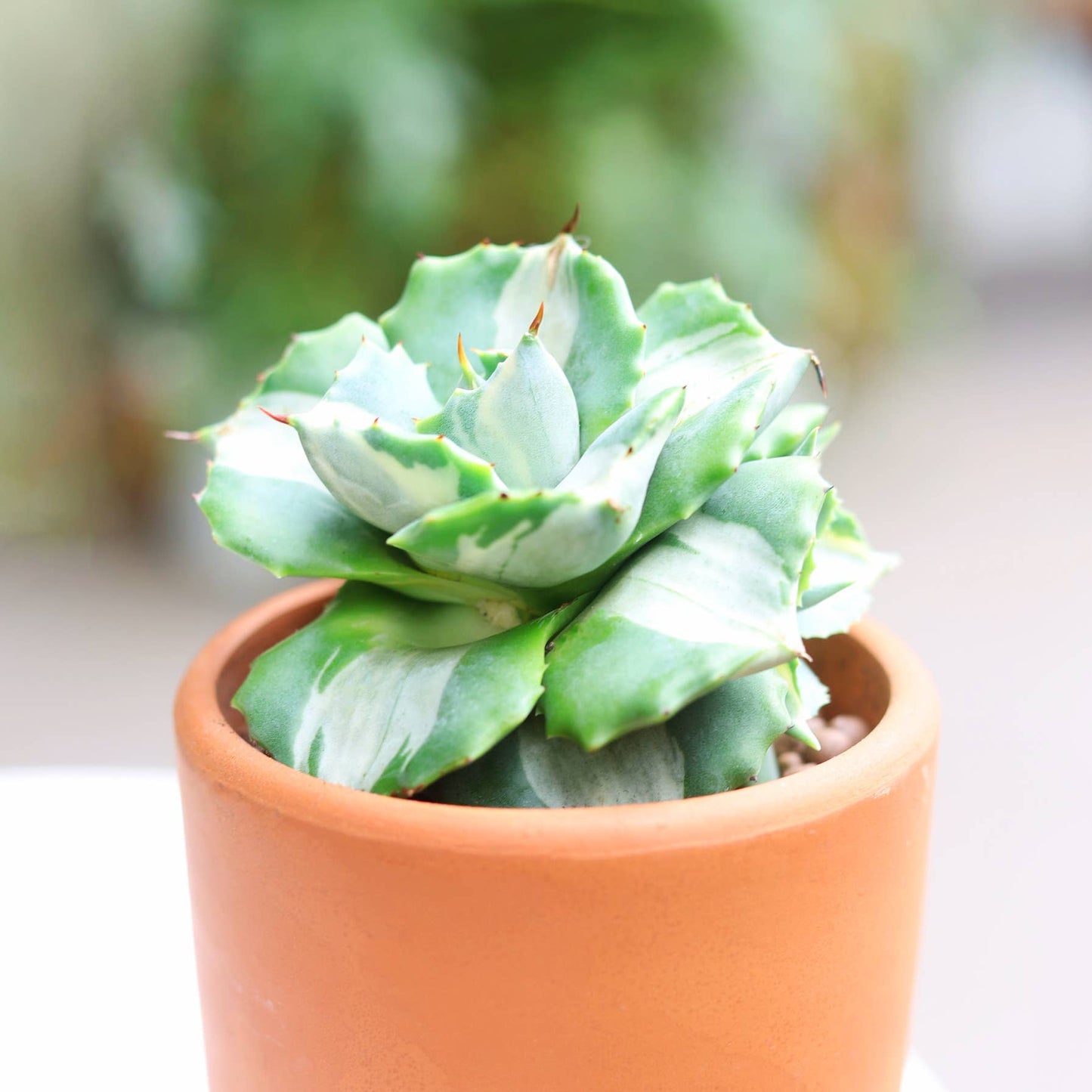 Agave isthmensis 'Ohi Raijin Shiro Nakafu'