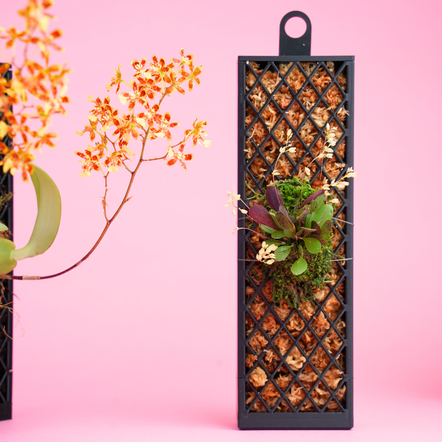 Hanging Kit Plvnk