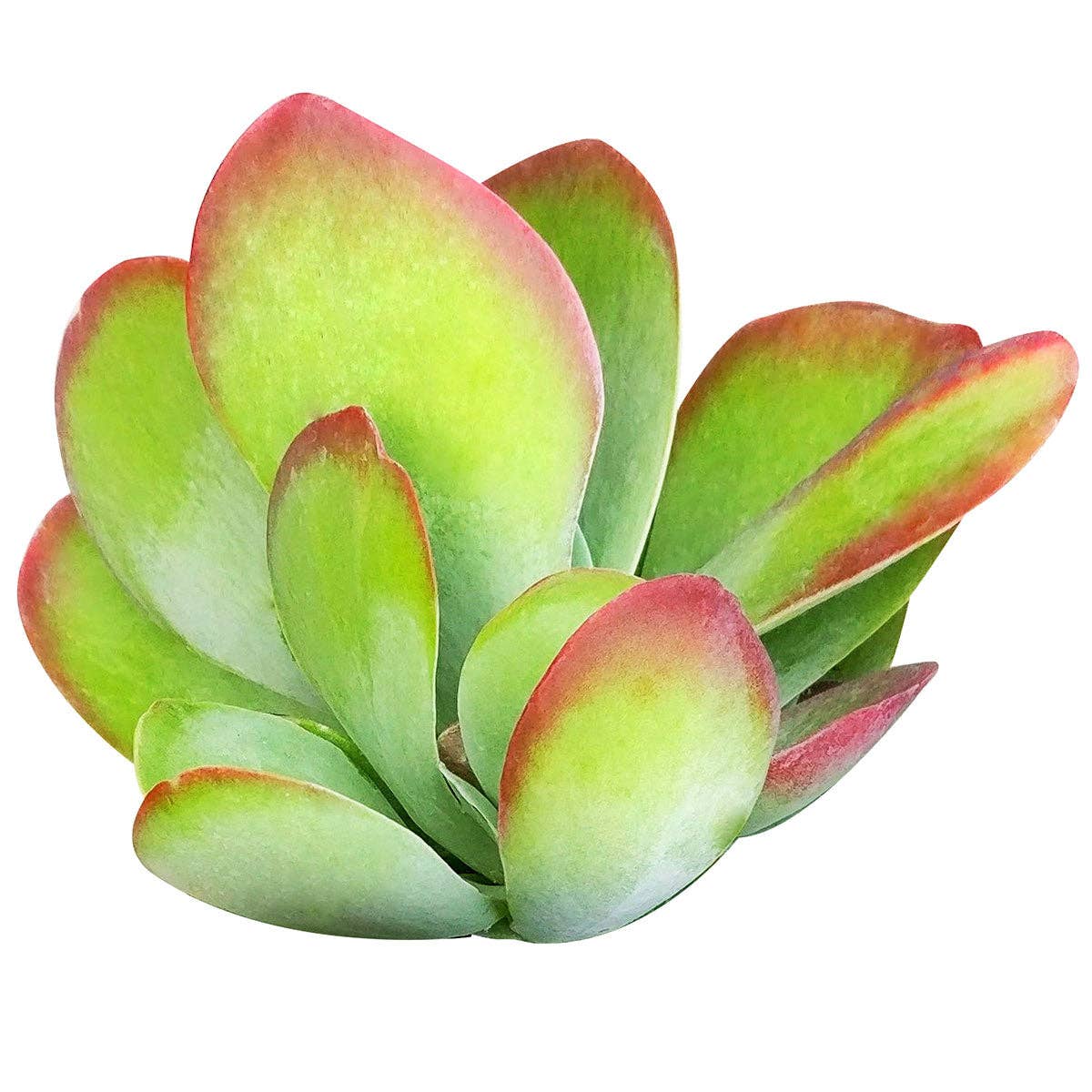 Kalanchoe Flapjacks 4"