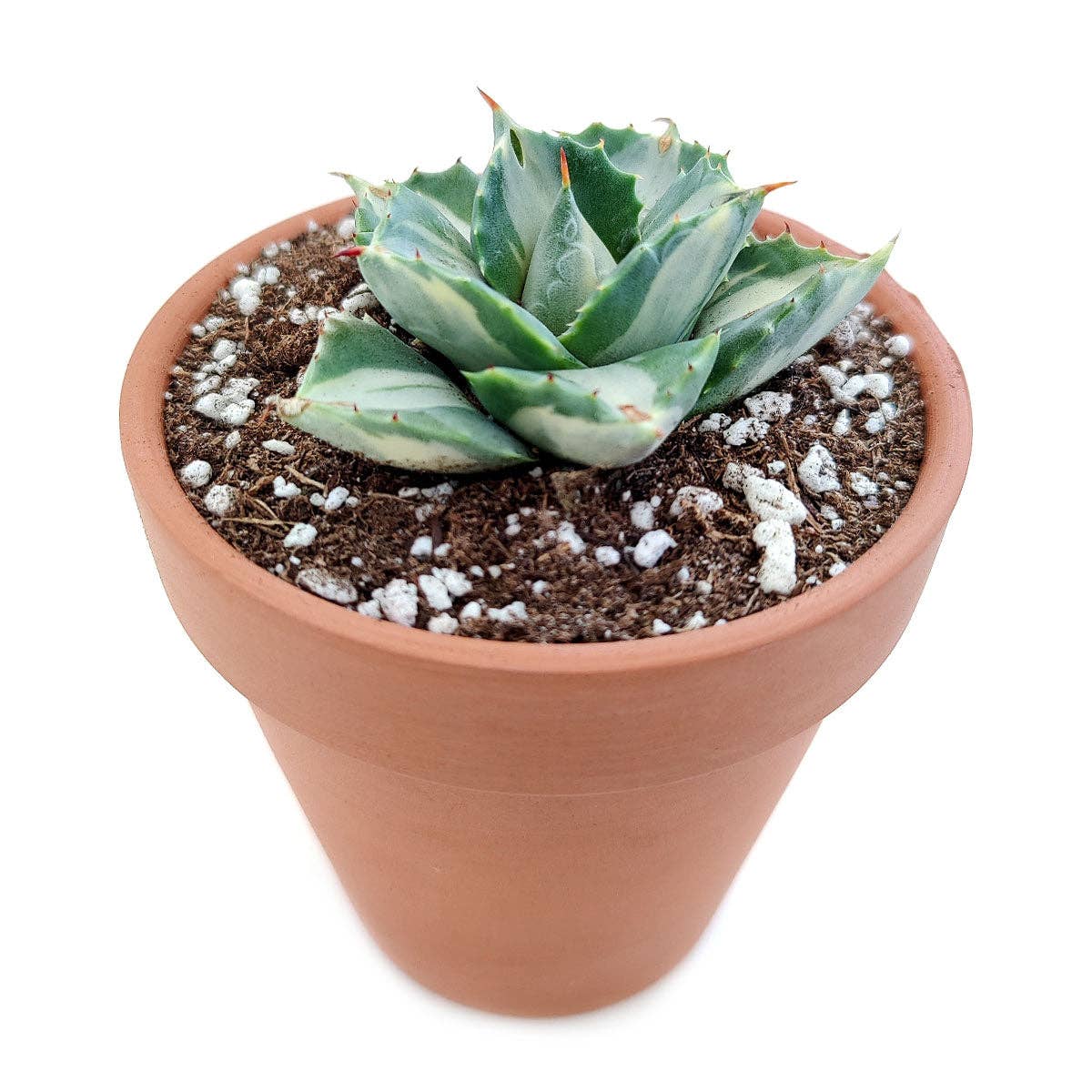 Agave isthmensis 'Ohi Raijin Shiro Nakafu'
