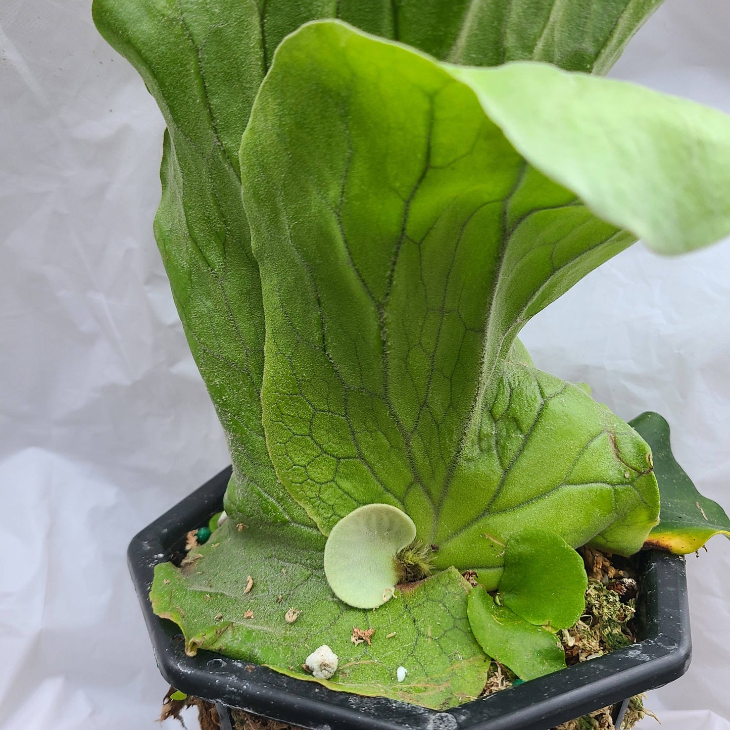 Platycerium elephantotis 4-6"