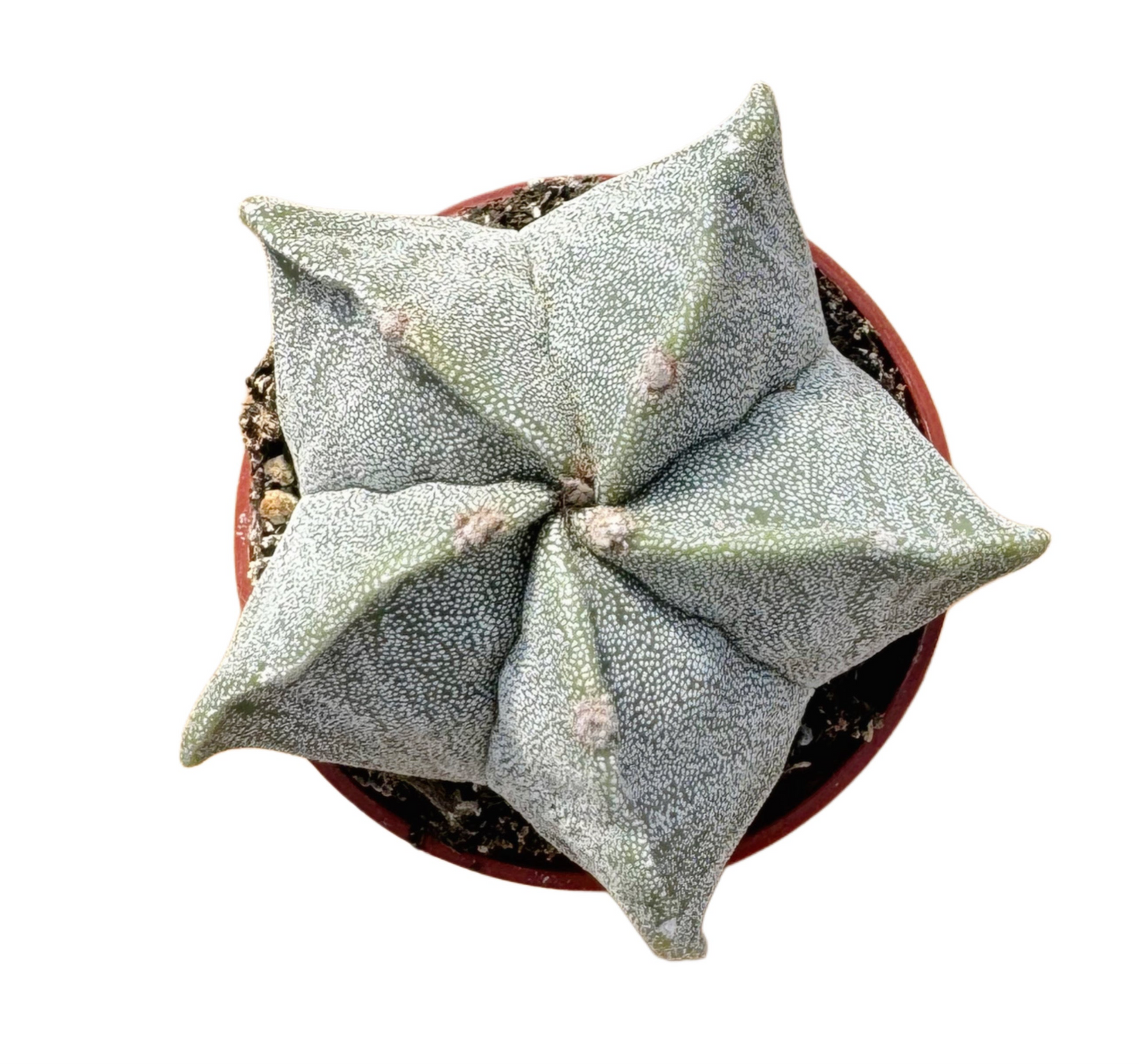 Astrophytum myriostigma