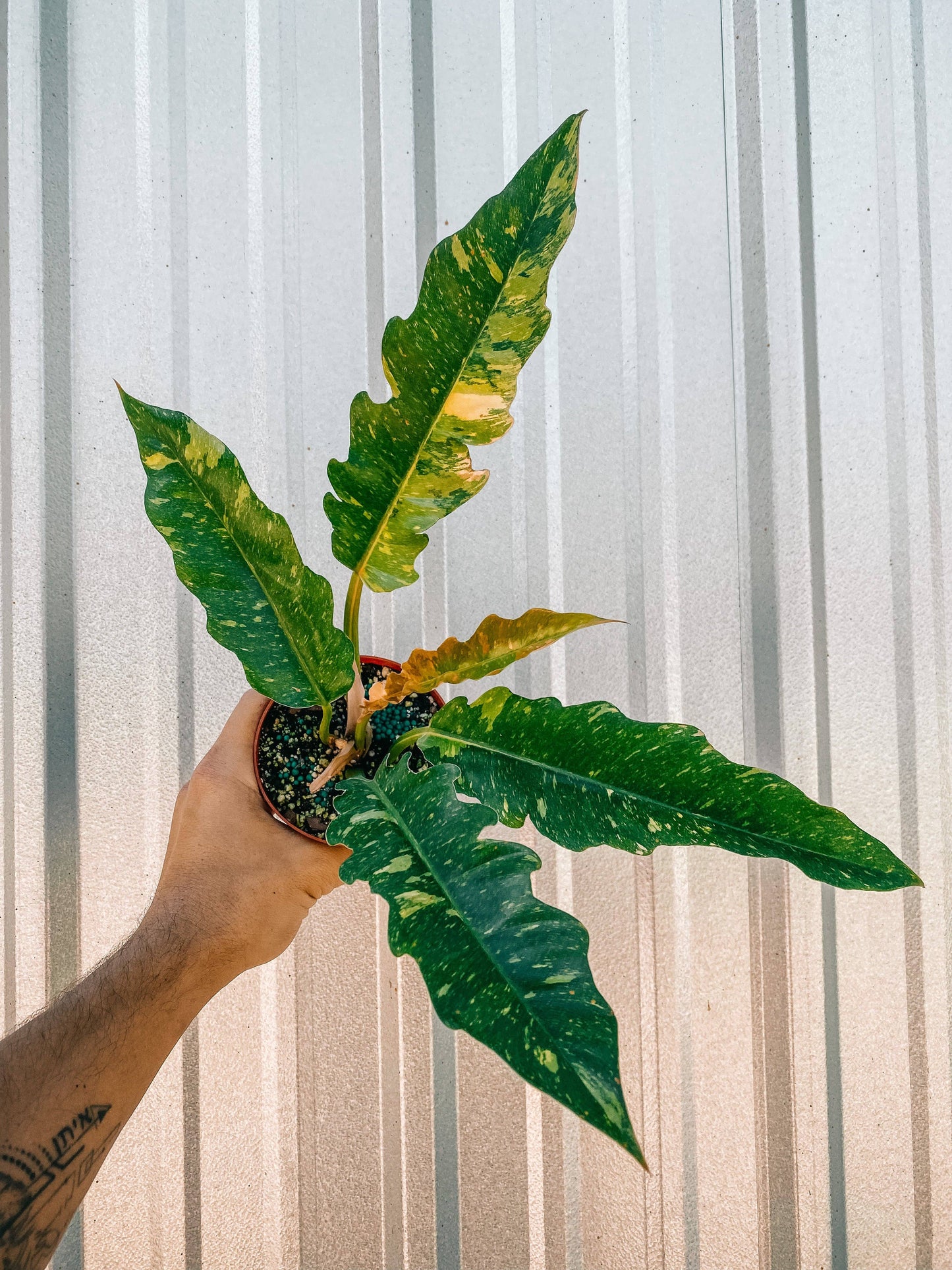 4-6" Philodendron ‘Ring of Fire’