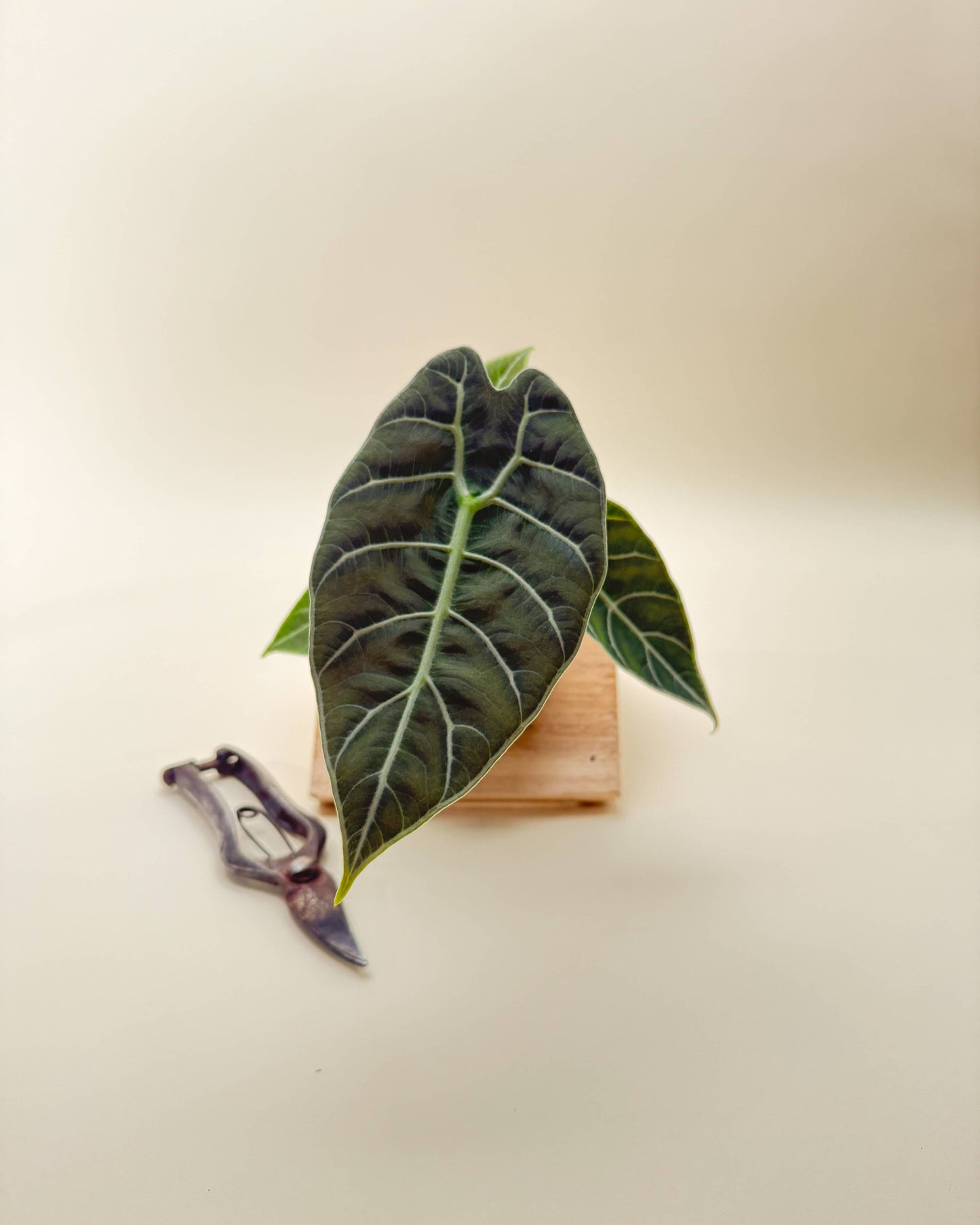 4" Alocasia 'Watsoniana'