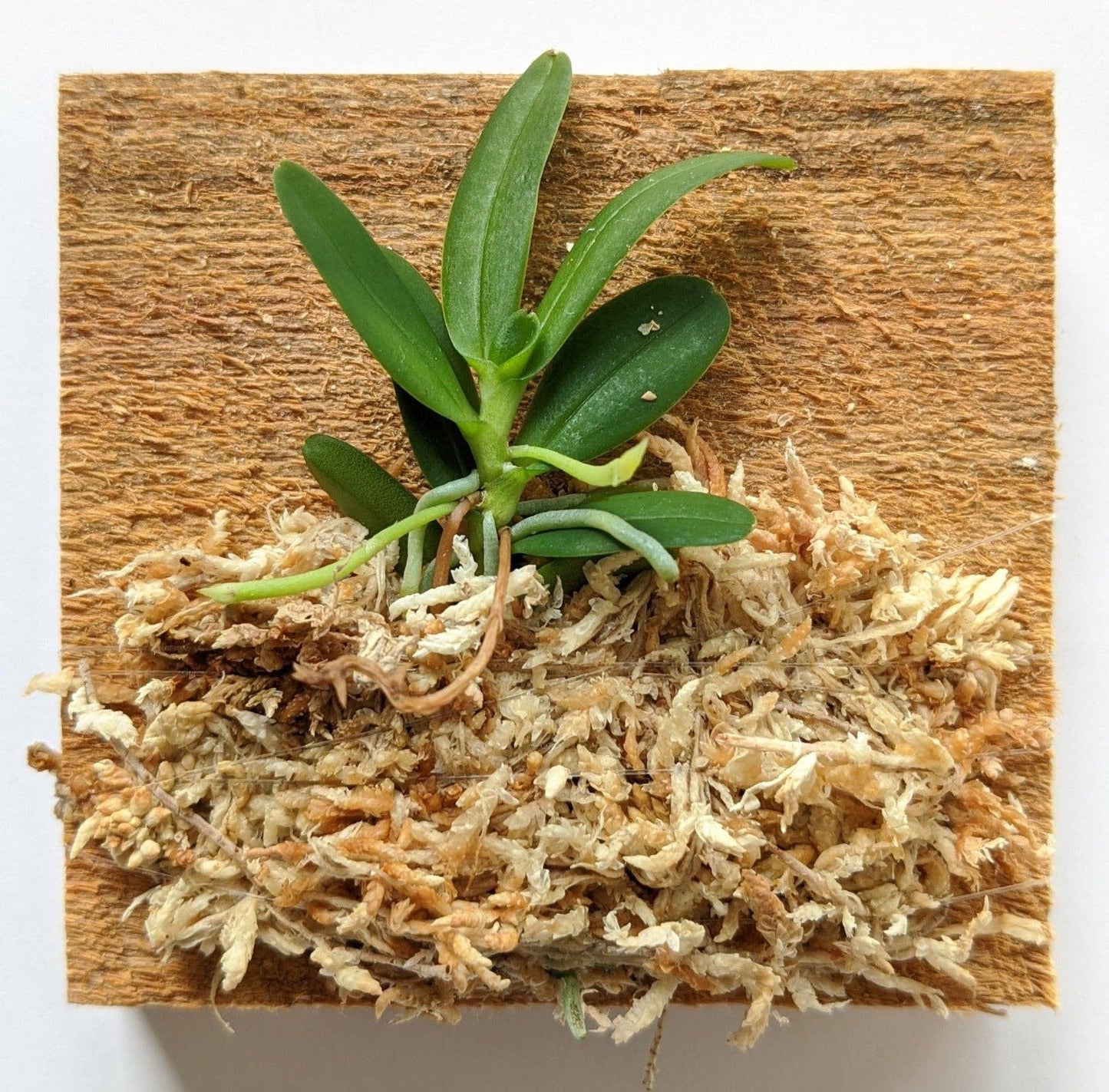 Haraella Retrocalla, Taiwan Fragrant Orchid (香蘭), Miniature Orchid