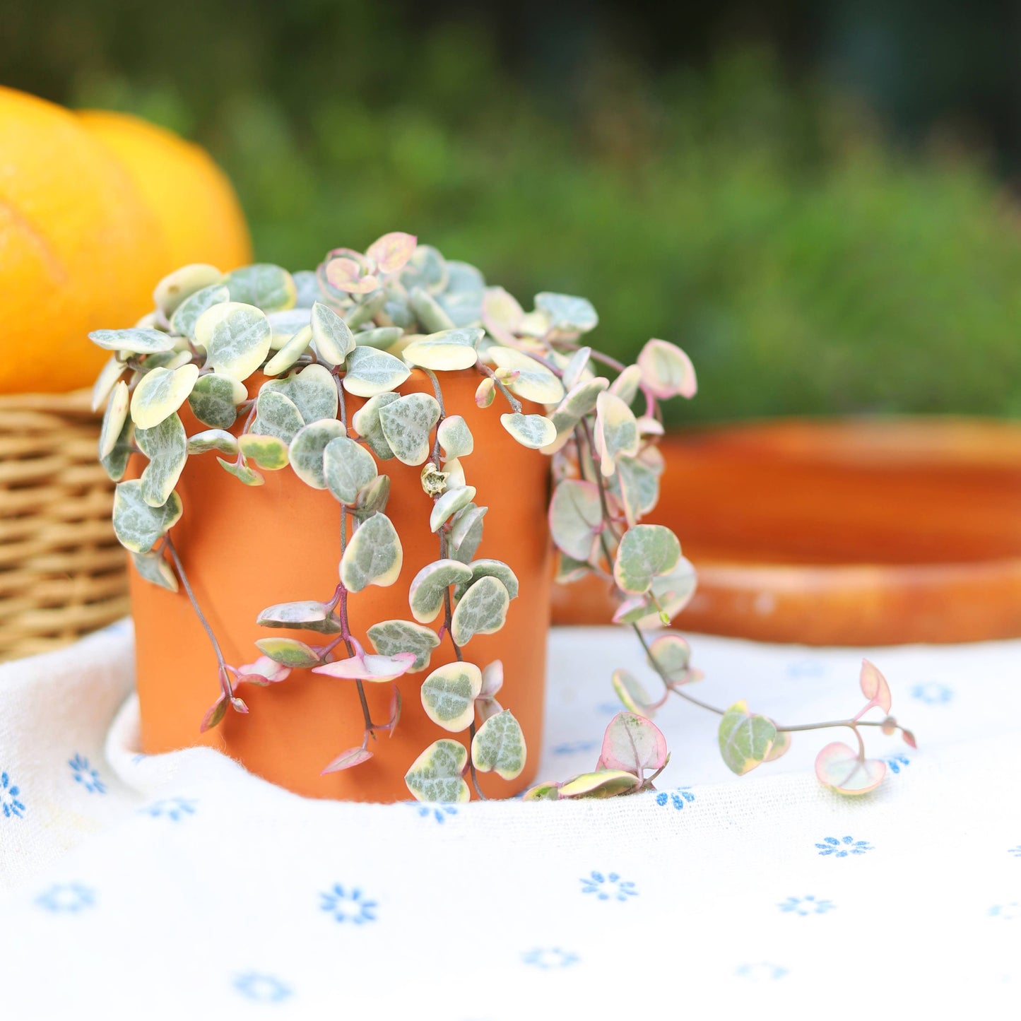 Variegated String of Hearts 4"