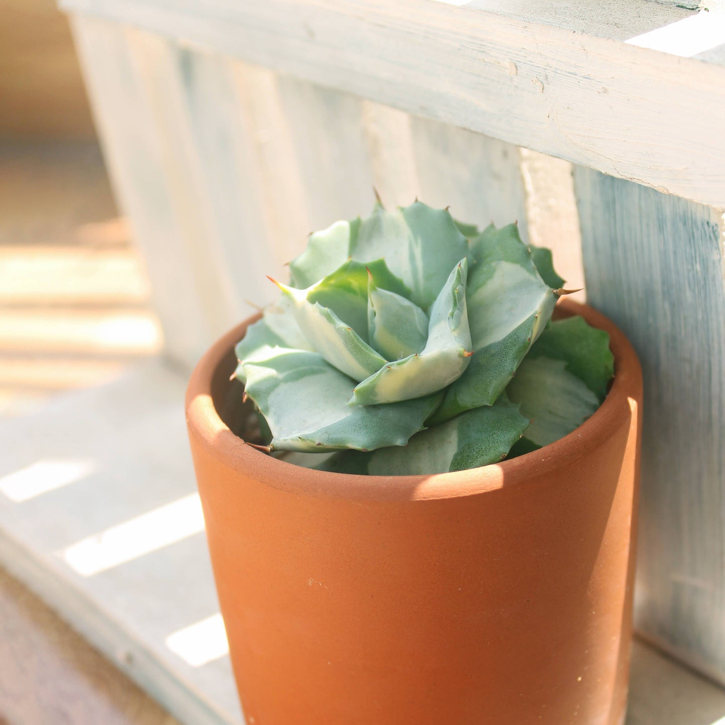 Agave isthmensis 'Ohi Raijin Shiro Nakafu'