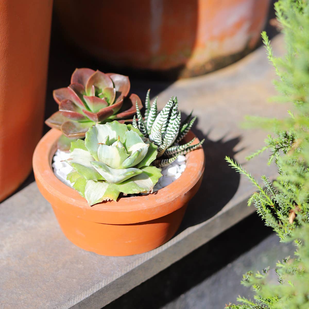 Agave isthmensis 'Ohi Raijin Shiro Nakafu'