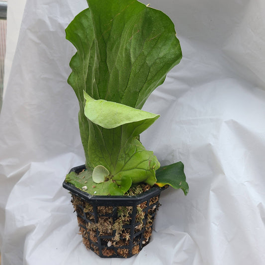 Platycerium elephantotis 4-6"