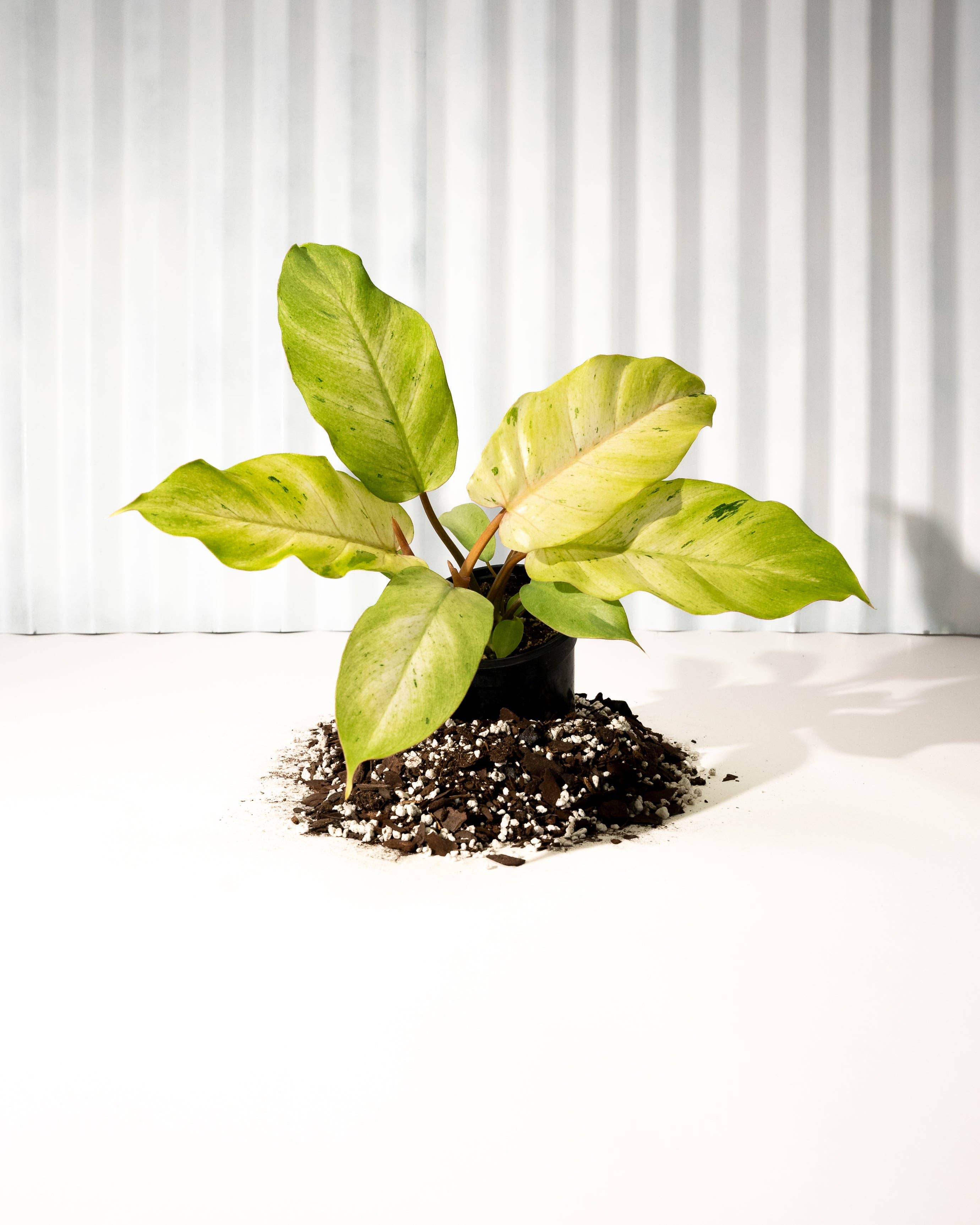 snowdrift philodendron care 4" Philodendron 'Snowdrift' – Botanica