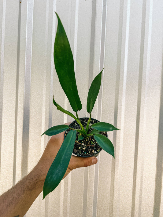 4" Philodendron 'Joepii'