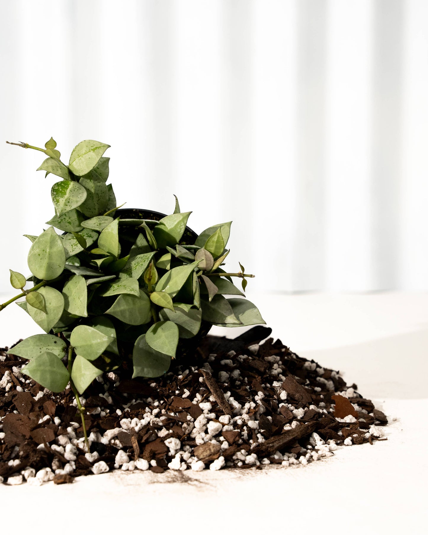 4" Hoya 'Krohniana Super Silver'