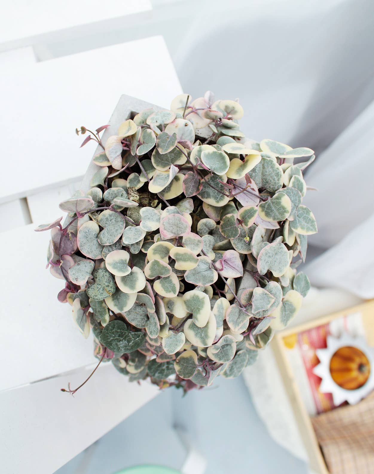 Variegated String of Hearts 4"