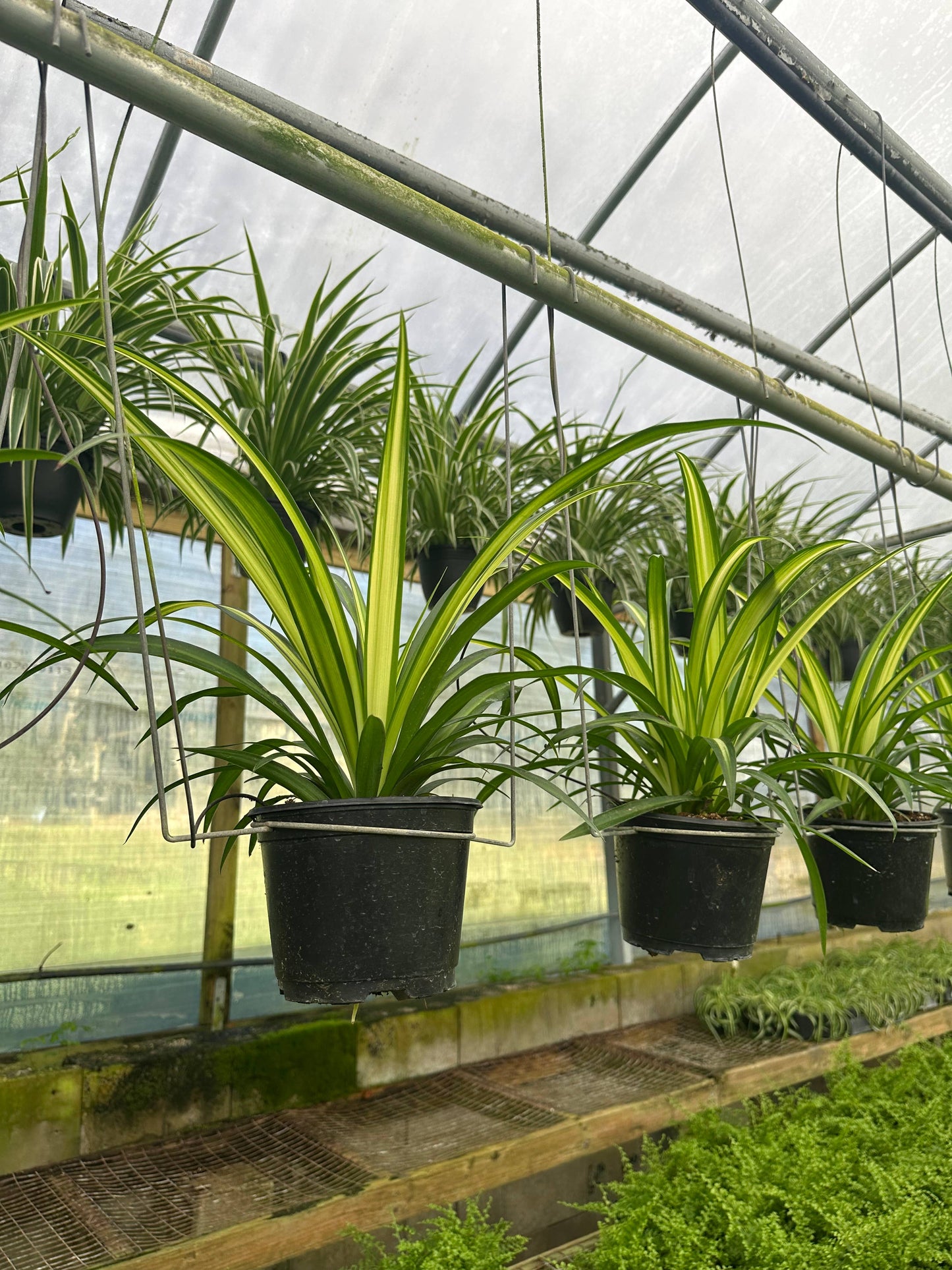 6" Hawaiian Chlorophytum Comosum