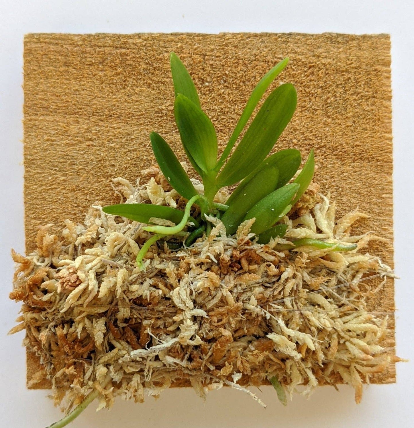 Haraella Retrocalla, Taiwan Fragrant Orchid (香蘭), Miniature Orchid