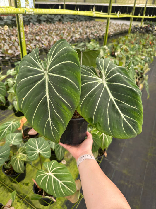 Philodendron Gloriosum
