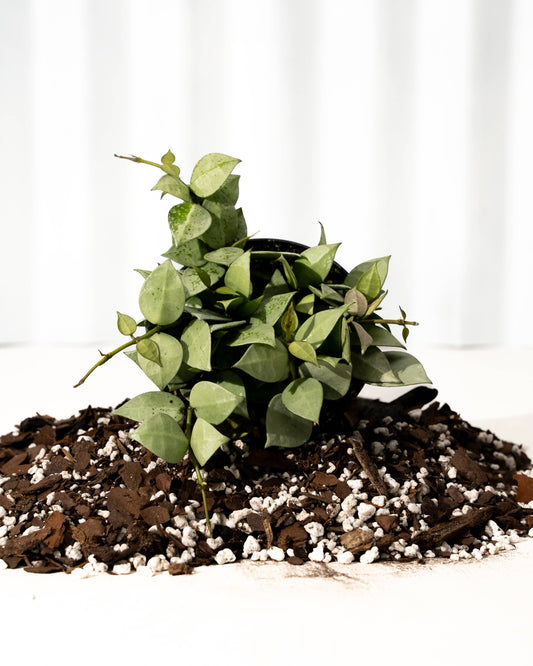 4" Hoya 'Krohniana Super Silver'