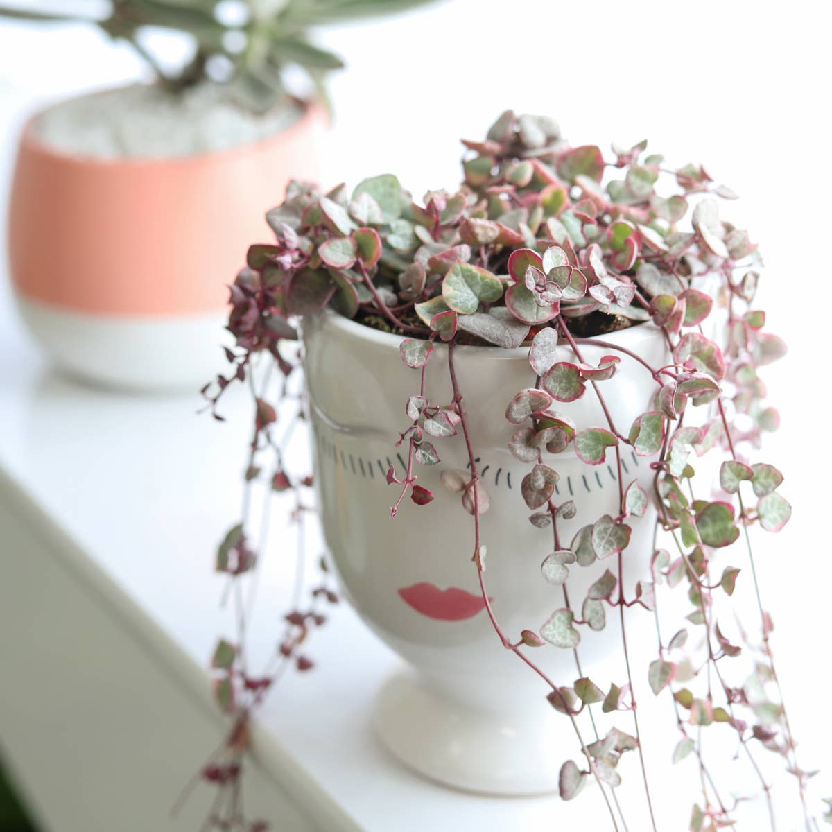 Variegated String of Hearts 4"