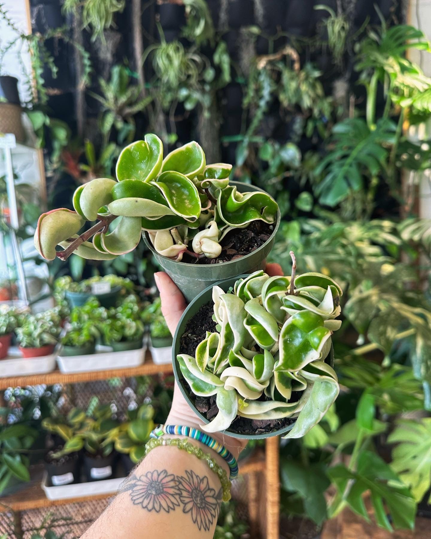 Hoya compacta variegata 4"