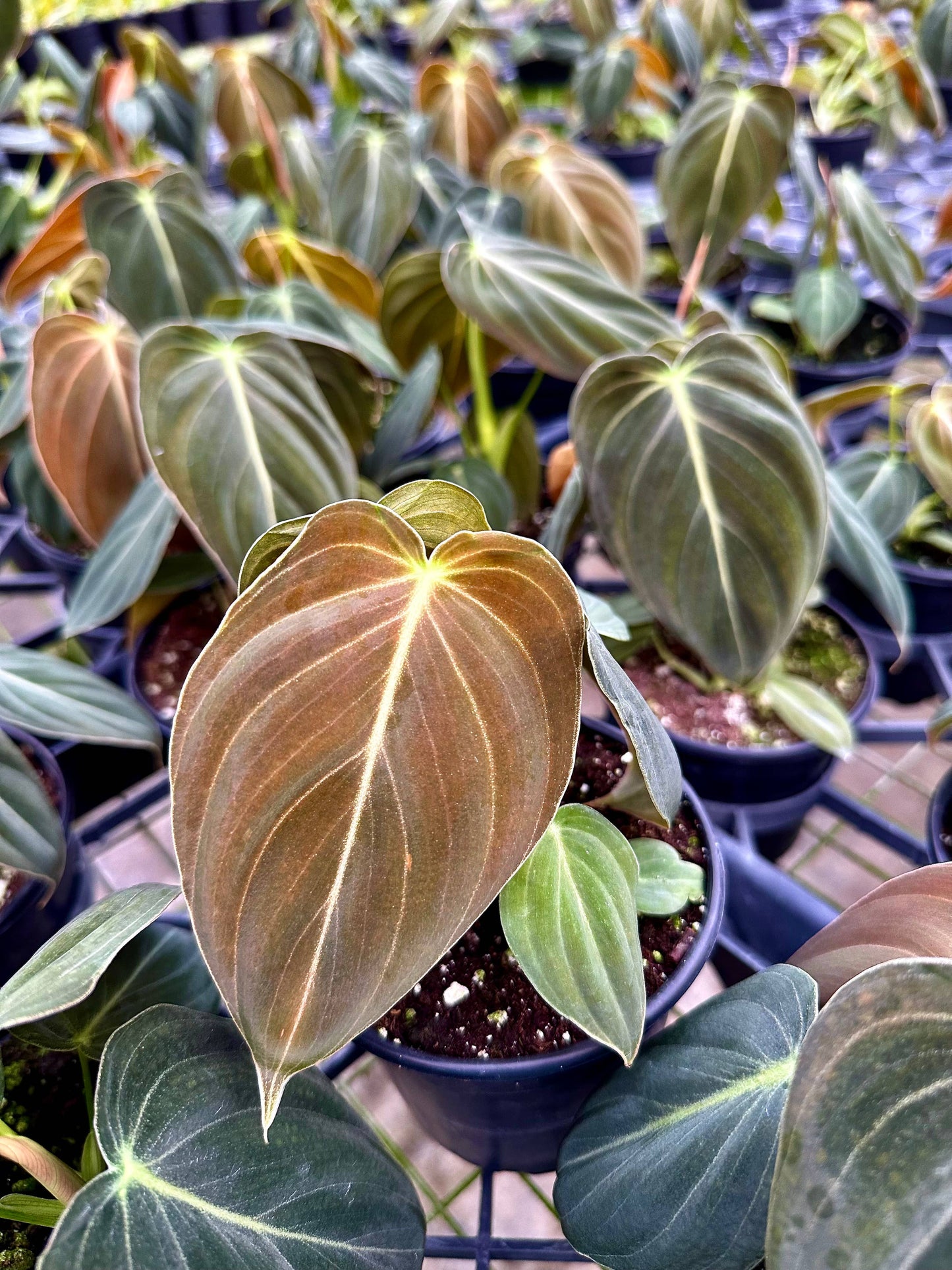 Philodendron Melanochrysum
