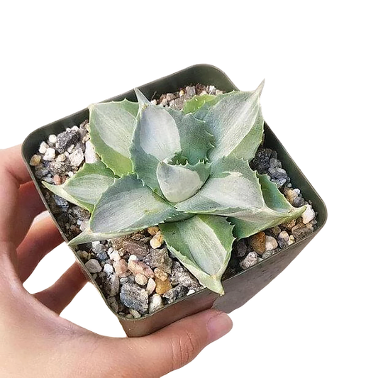 Agave isthmensis 'Ohi Raijin Shiro Nakafu'