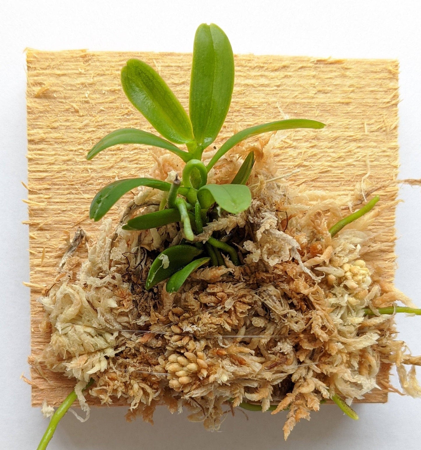 Haraella Retrocalla, Taiwan Fragrant Orchid (香蘭), Miniature Orchid