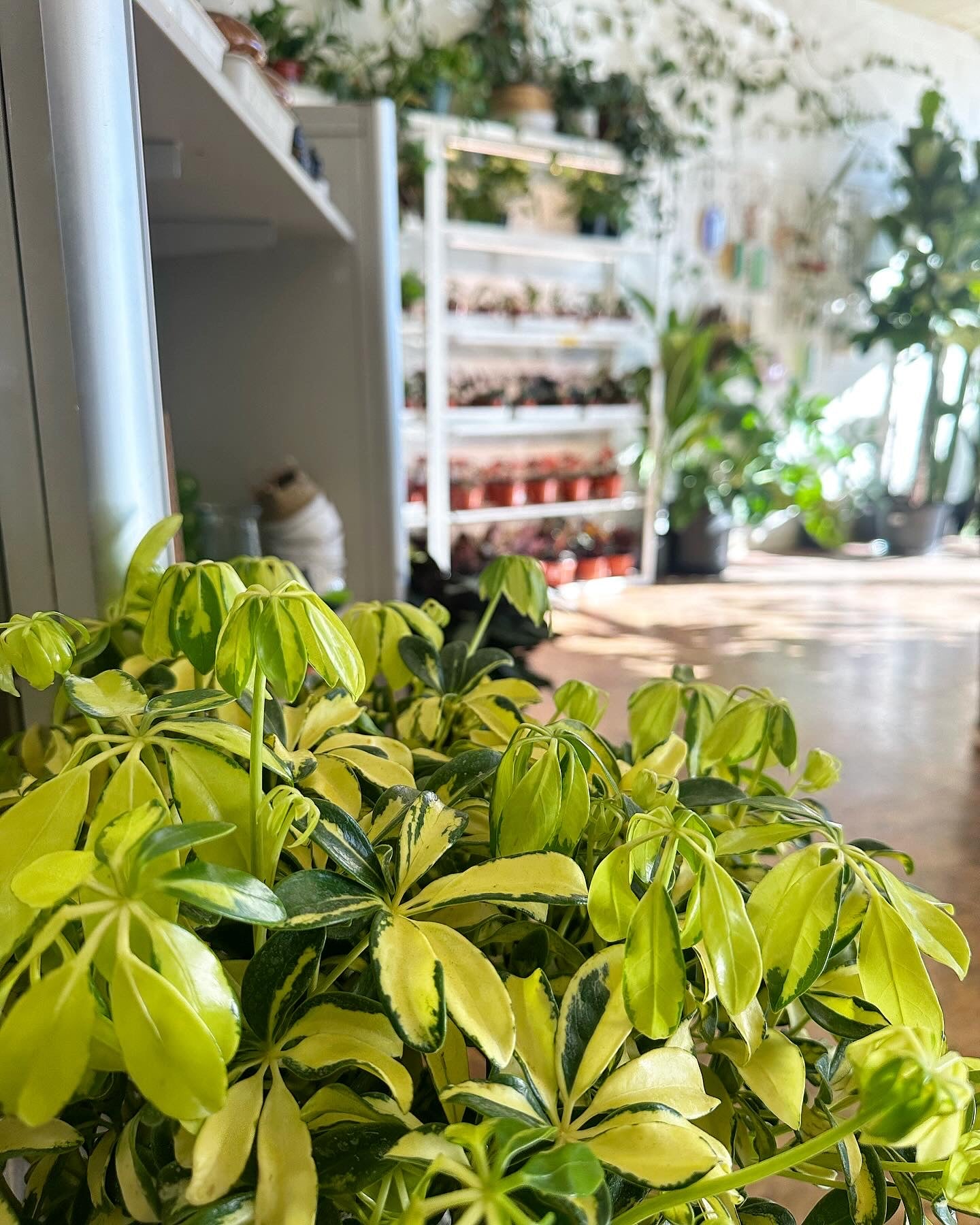 schefflera arboricola trinette Schefflera arboricola Trinette 10"