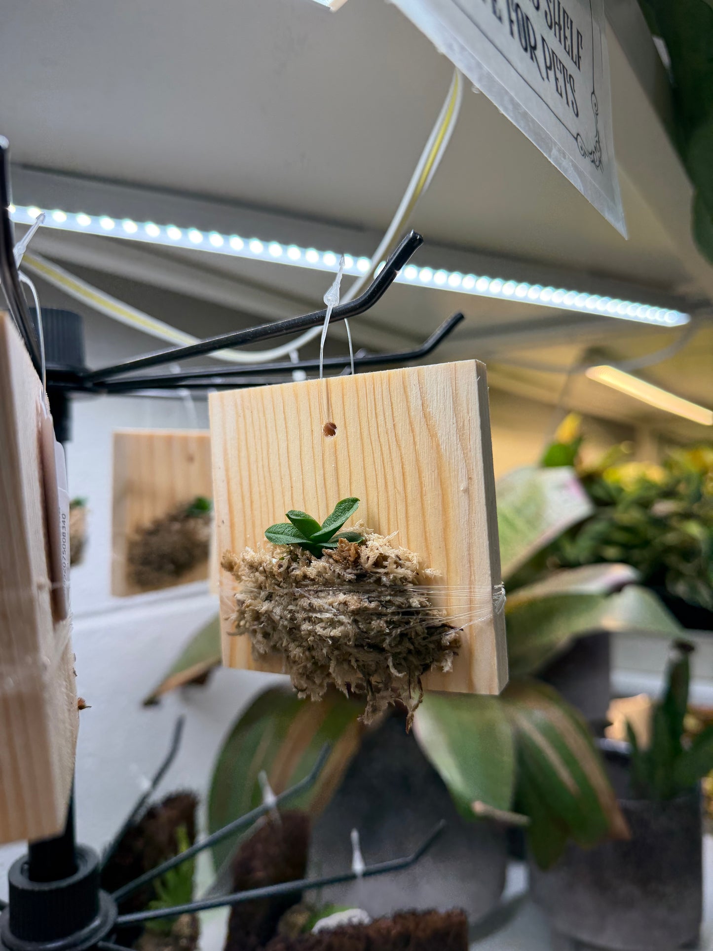 Mini Orchid Spotlight: Schoenorchis & Psygmorchis, Aug 15