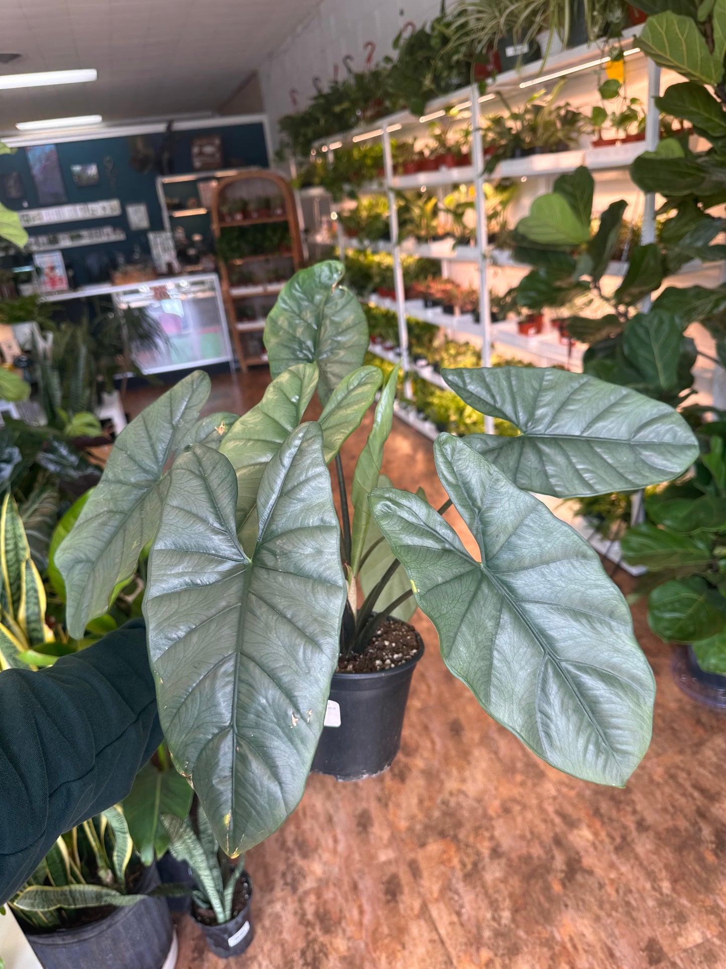 Alocasia 'heterophylla' Corazon 6"