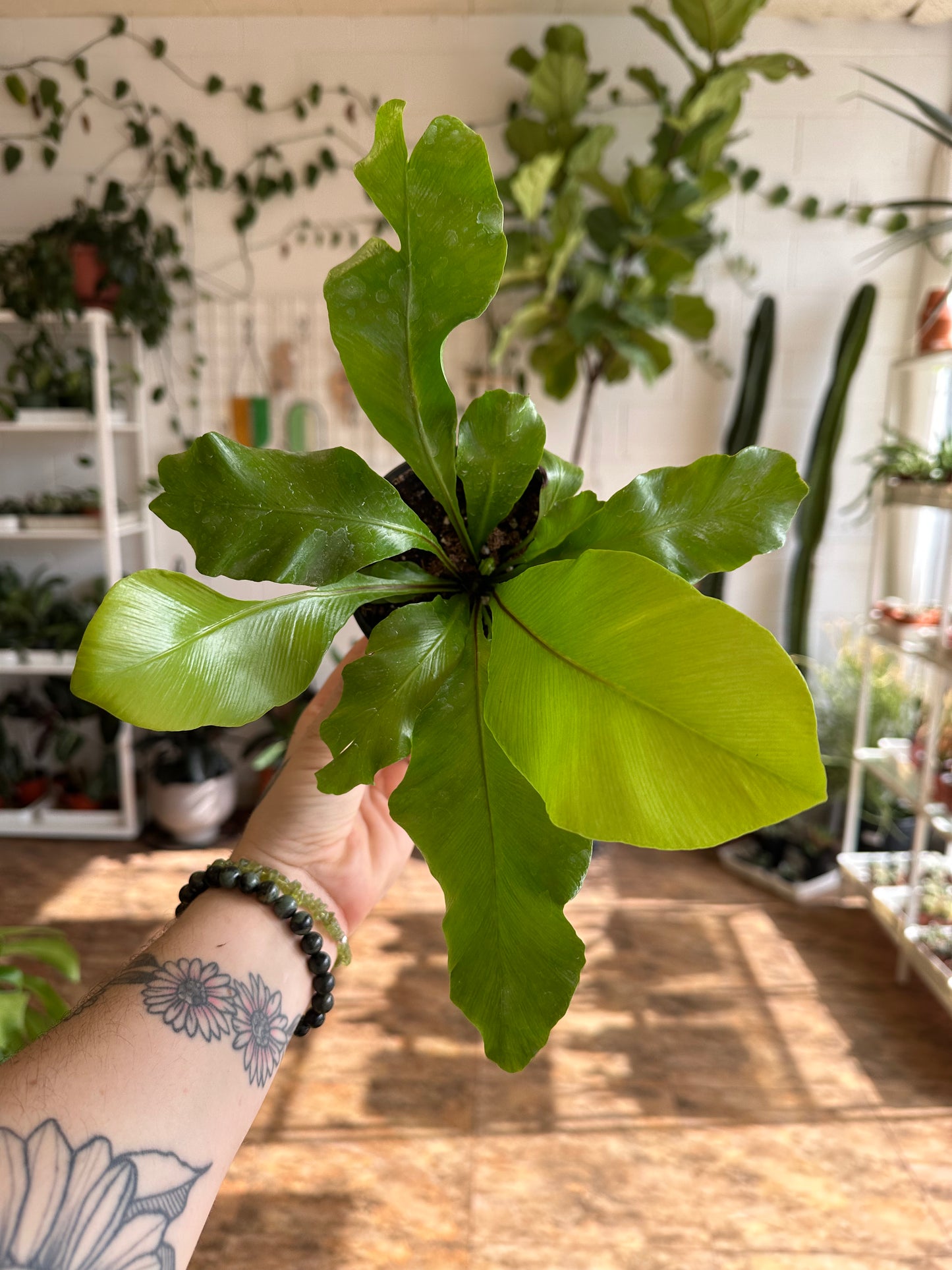 Birds Nest Fern 4" & 6"